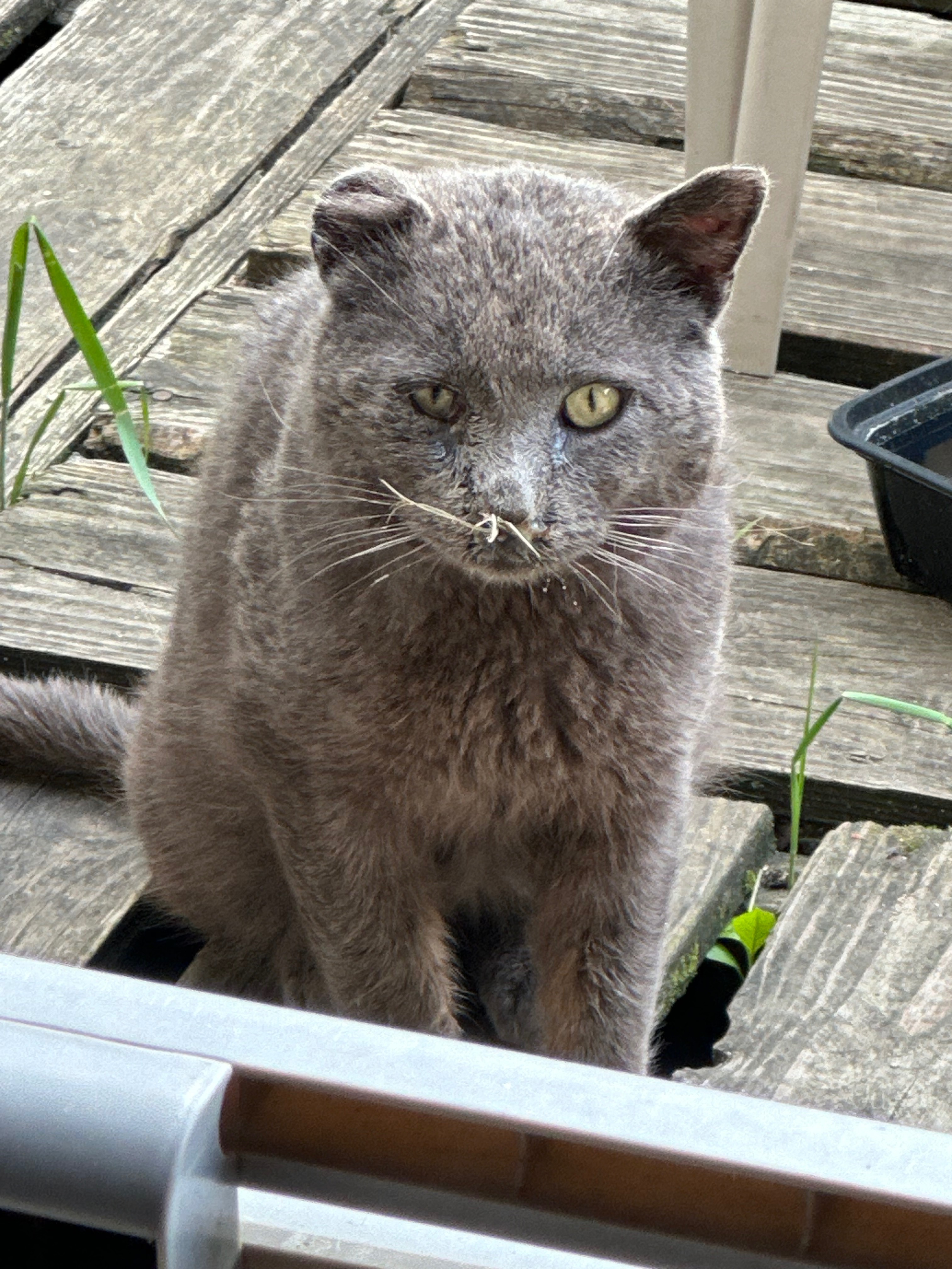 Saving Stray Cats of Park Rapids, MN~Help Needed campaign photo, 2 of 8