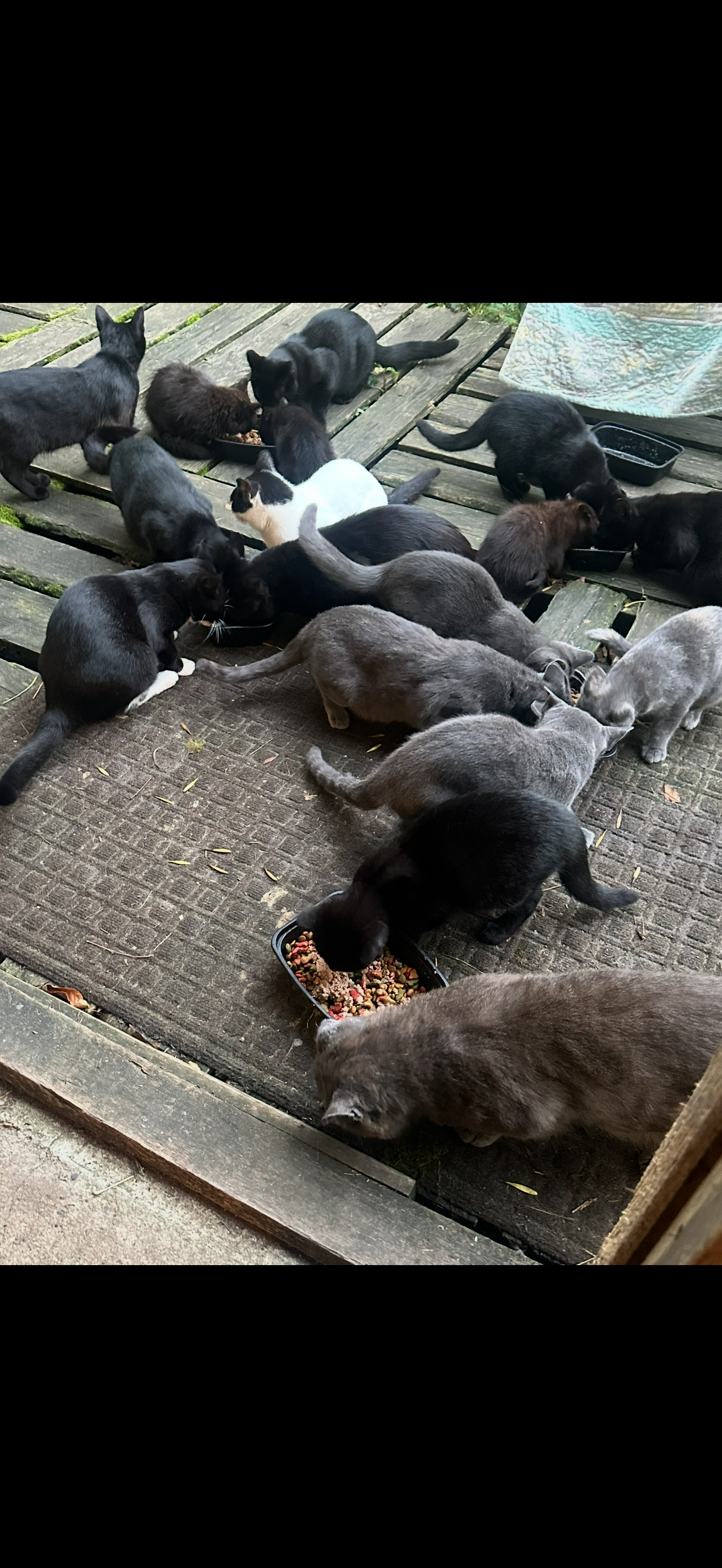 Saving Stray Cats of Park Rapids, MN~Help Needed campaign photo, 4 of 8