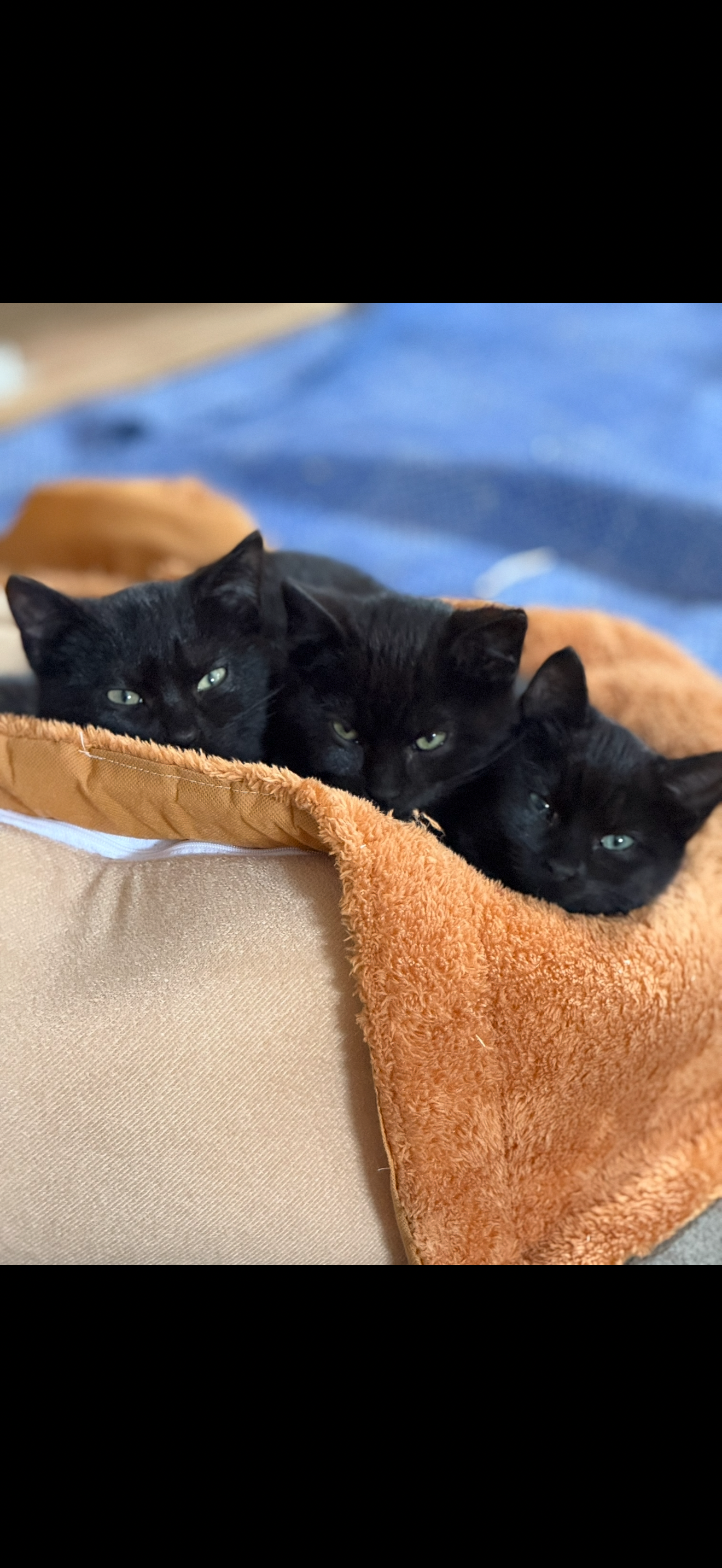 Saving Stray Cats of Park Rapids, MN~Help Needed campaign photo, 5 of 8