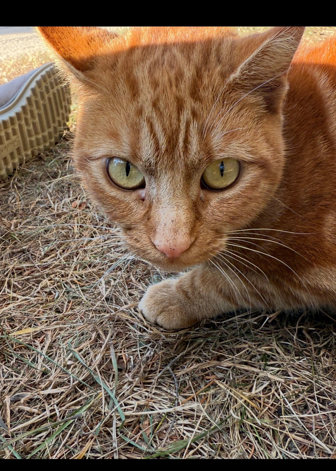 Saving Stray Cats of Park Rapids, MN~Help Needed campaign photo, 6 of 8
