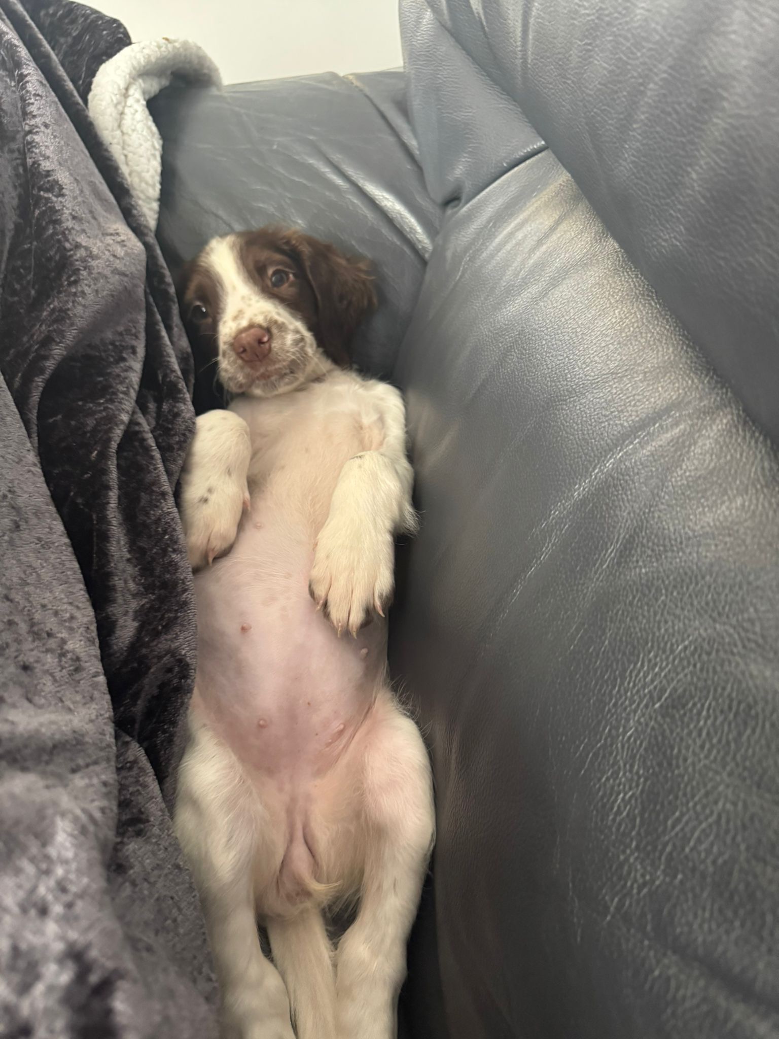 Daisy 16 week puppy live life to the full campaign photo, 5 of 6