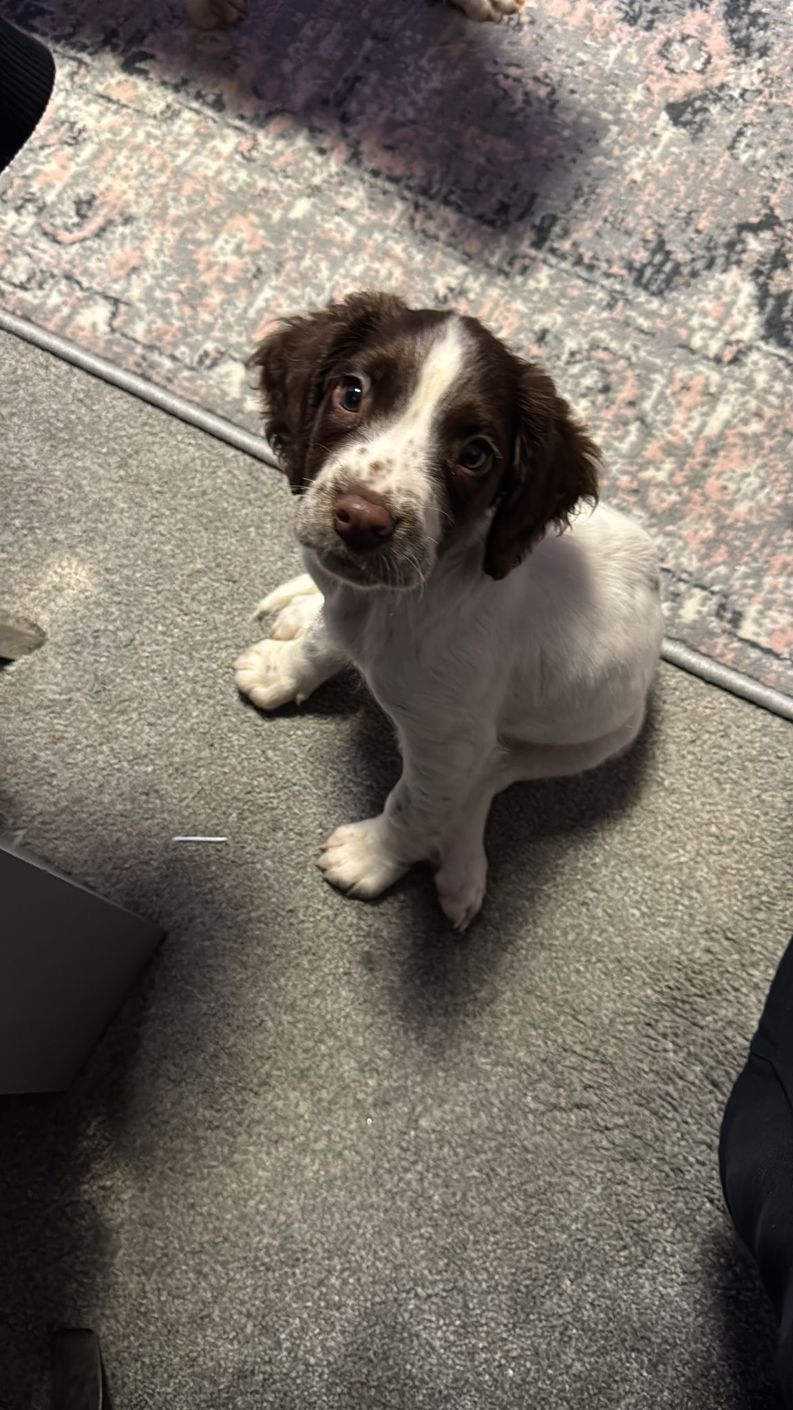 Daisy 16 week puppy live life to the full campaign photo, 2 of 6