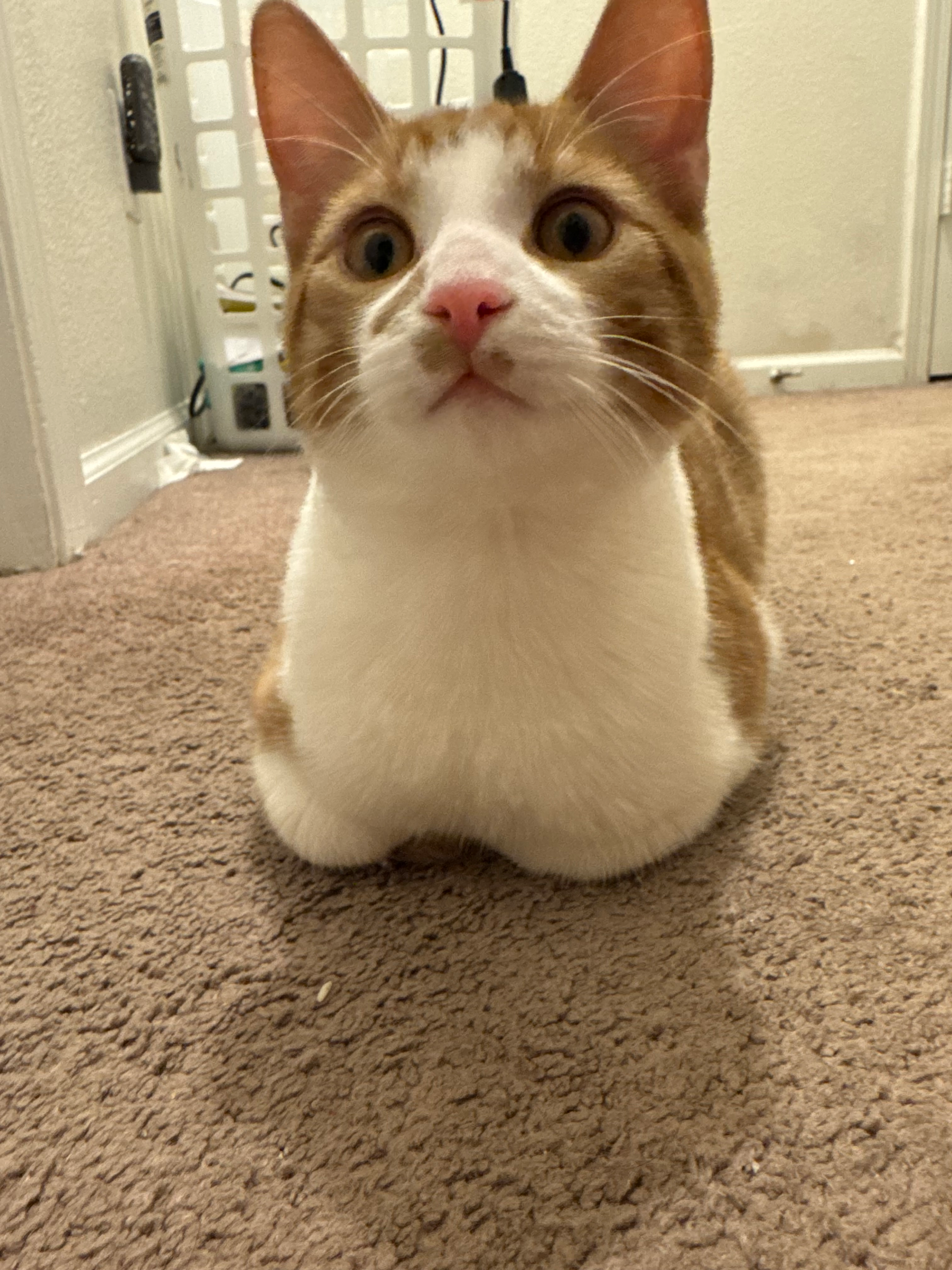 Urgent Care for Mango’s Asthma campaign photo, 4 of 5