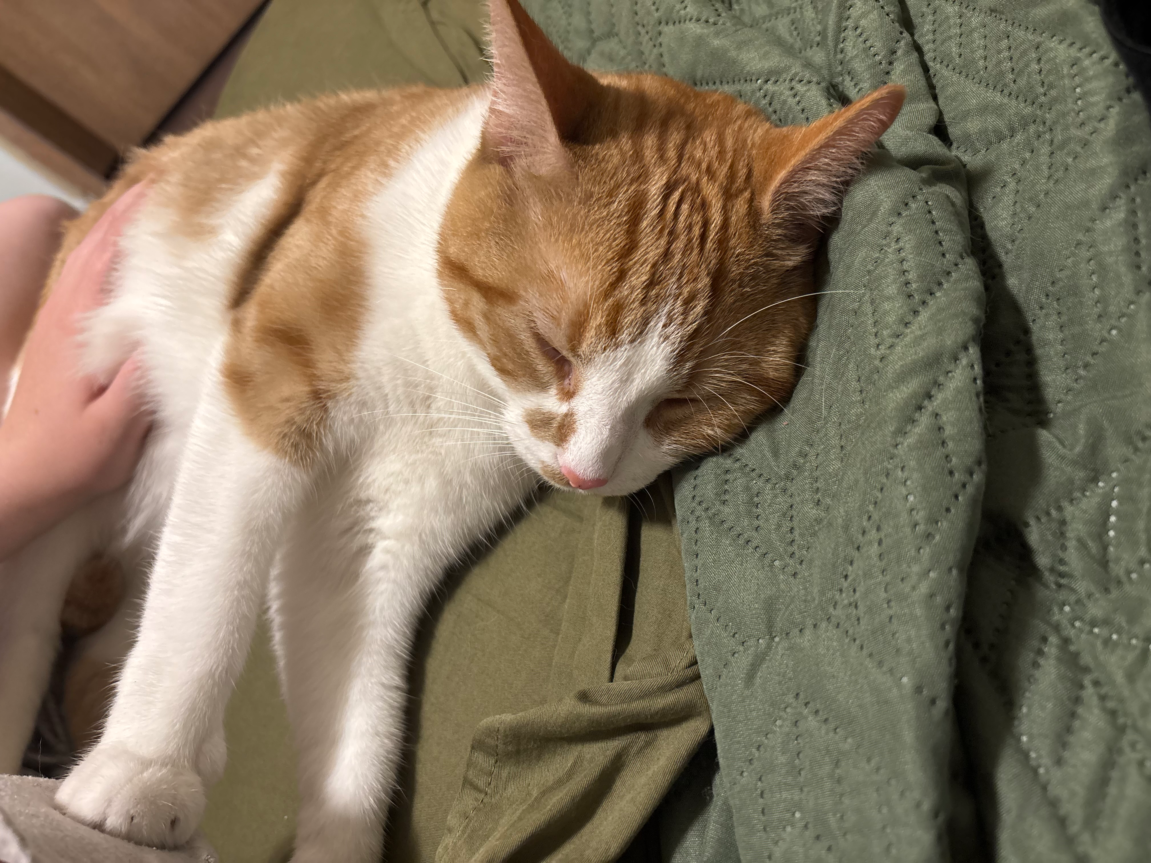 Urgent Care for Mango’s Asthma campaign photo, 2 of 5