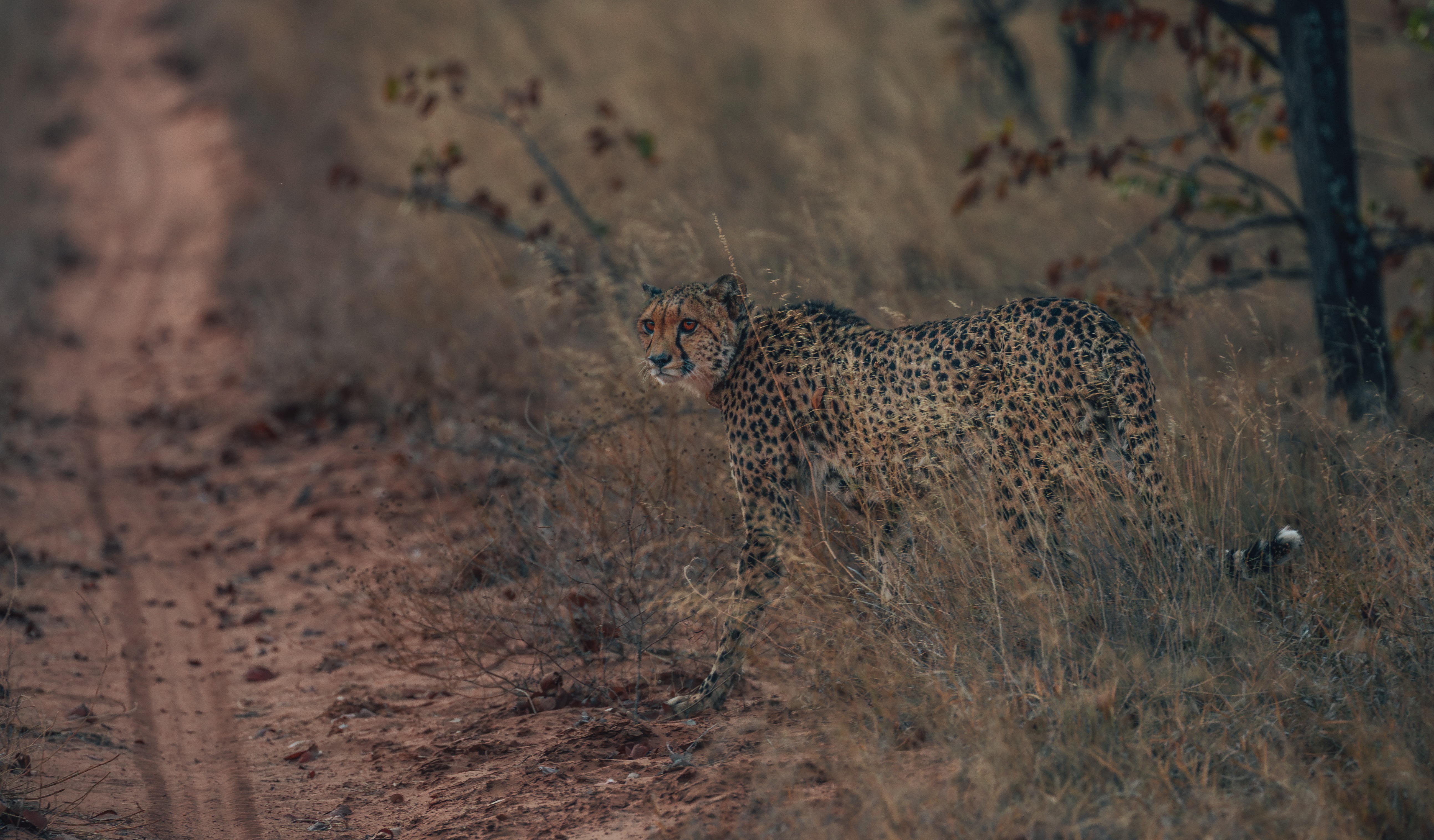 Cheetah Conservation Collars and Honouring Two Brothers. campaign photo, 2 of 4