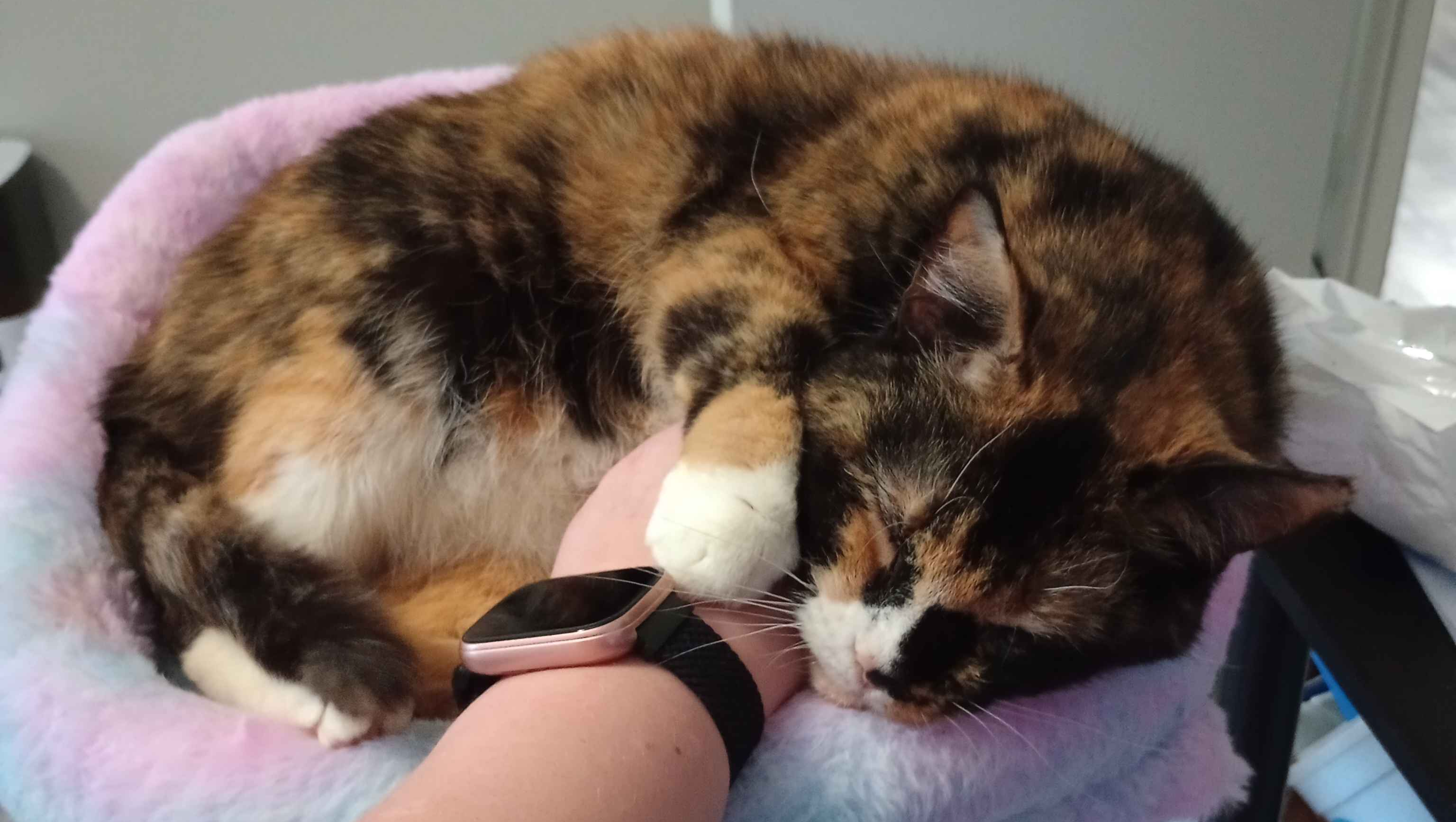 Help Mia Live Pain-Free with Dental Surgery