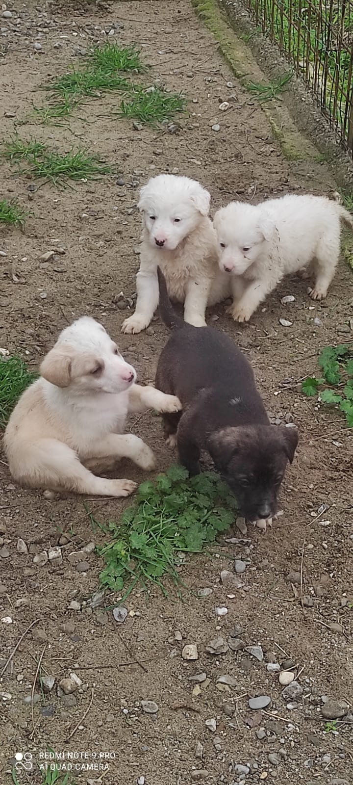 Aiutiamo 5 cuccioli in difficoltà campaign photo, 7 of 8