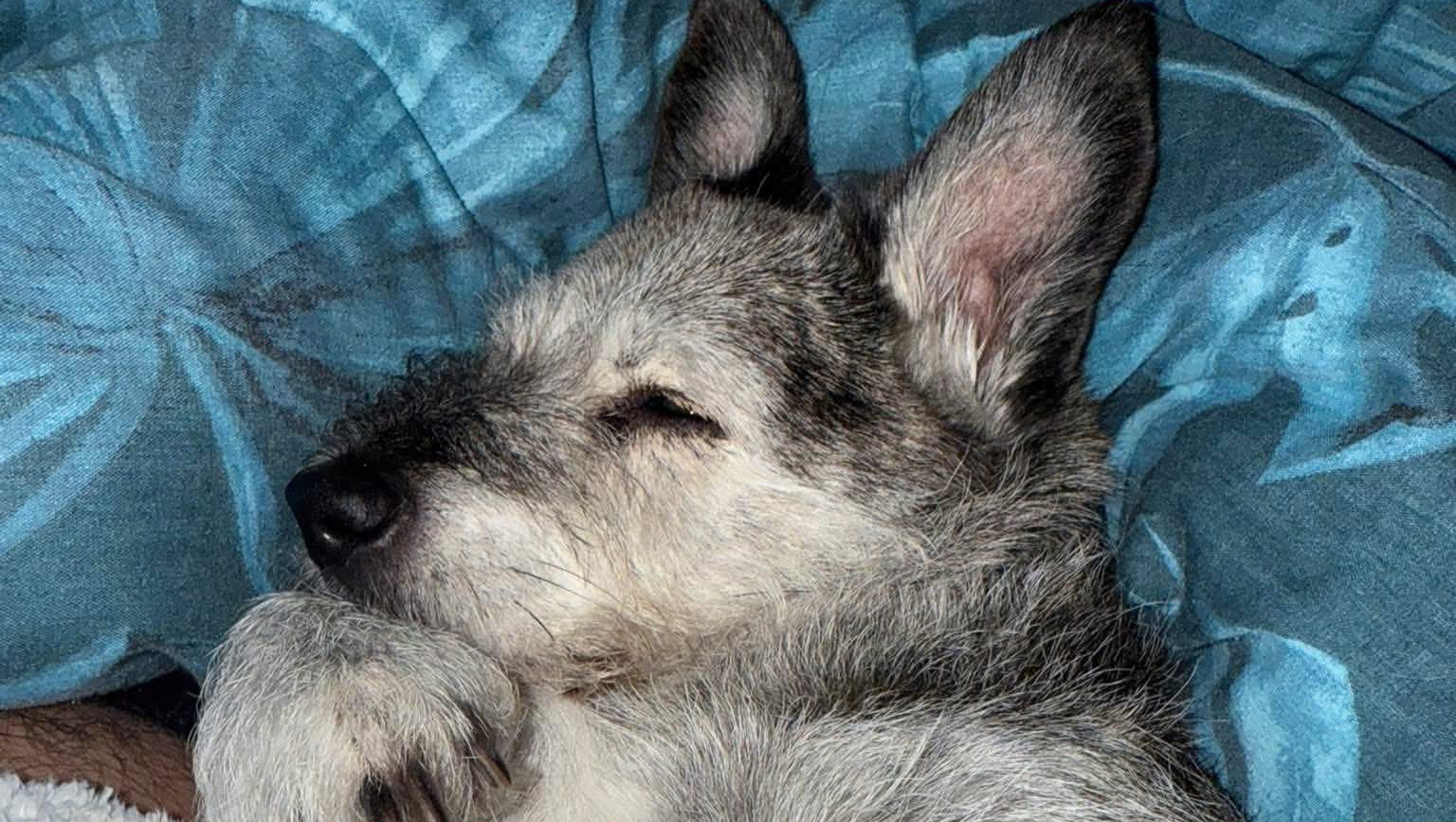 Help towards vets bills and a memorial for SPIRIT ..