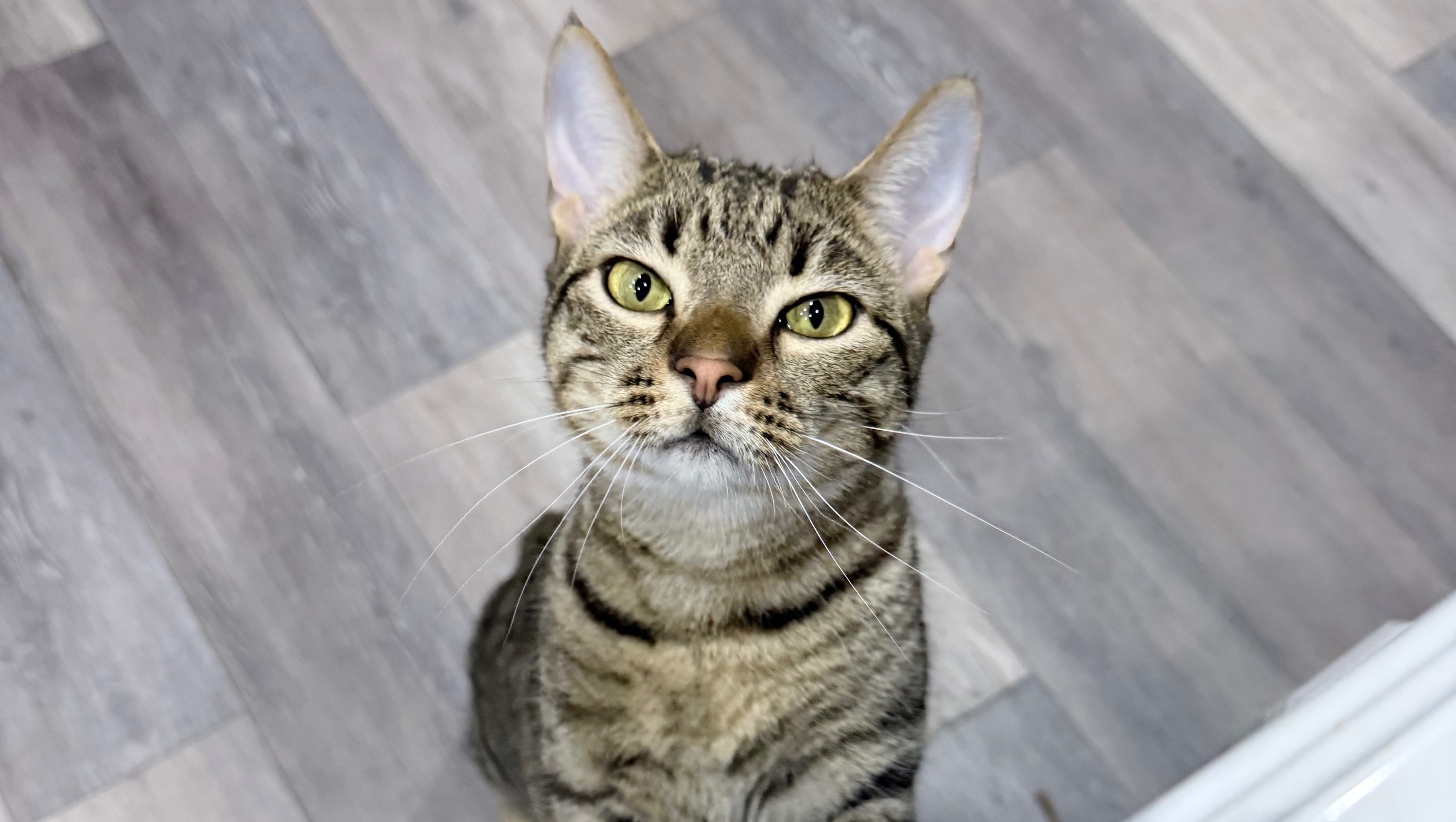 Help Berry with his surgery recovery. photo