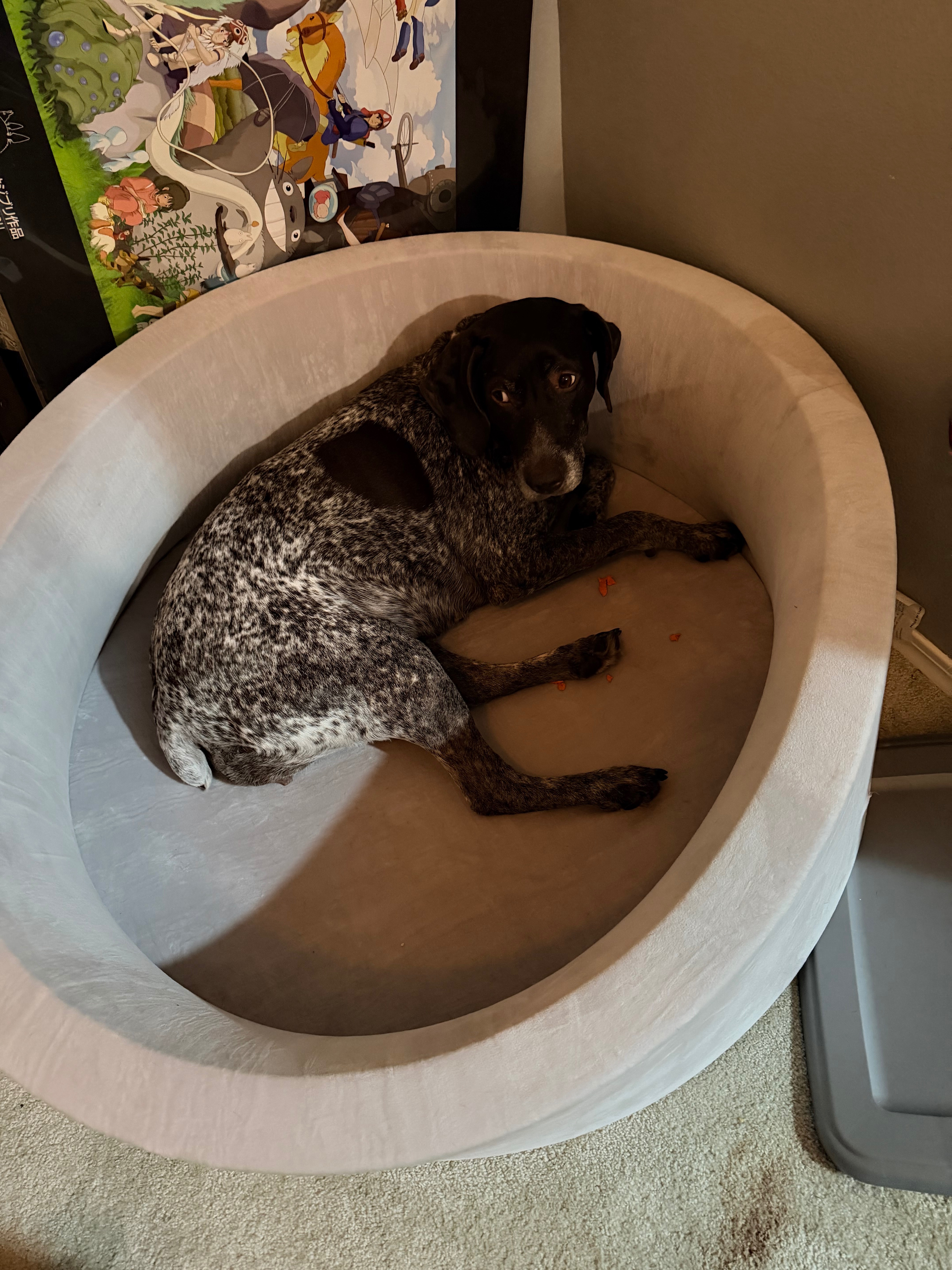 Support Xena’s Tumor Removal and Care campaign photo, 6 of 8