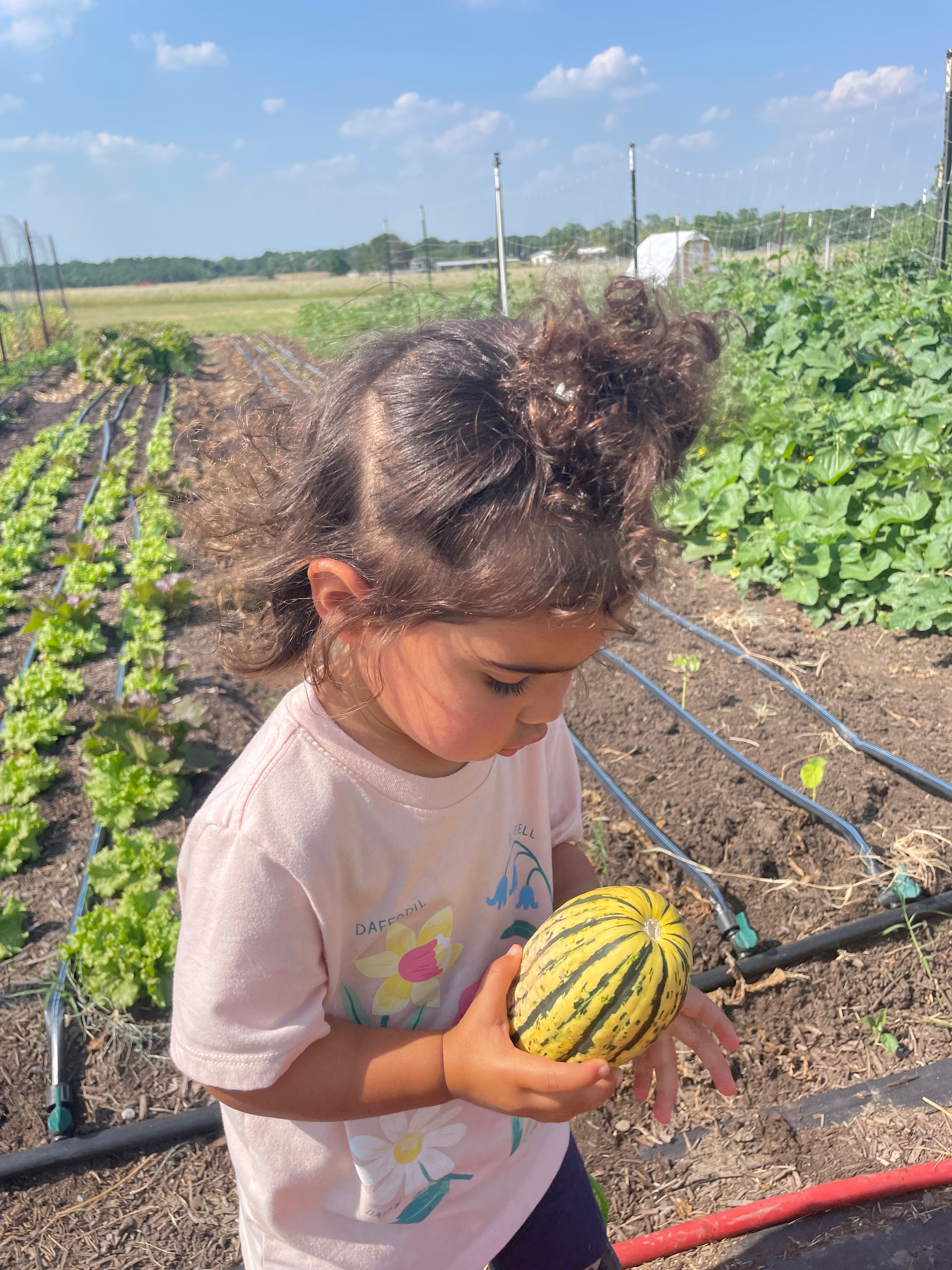 Help Build a High Tunnel for Our Texas Farm campaign photo, 4 of 8