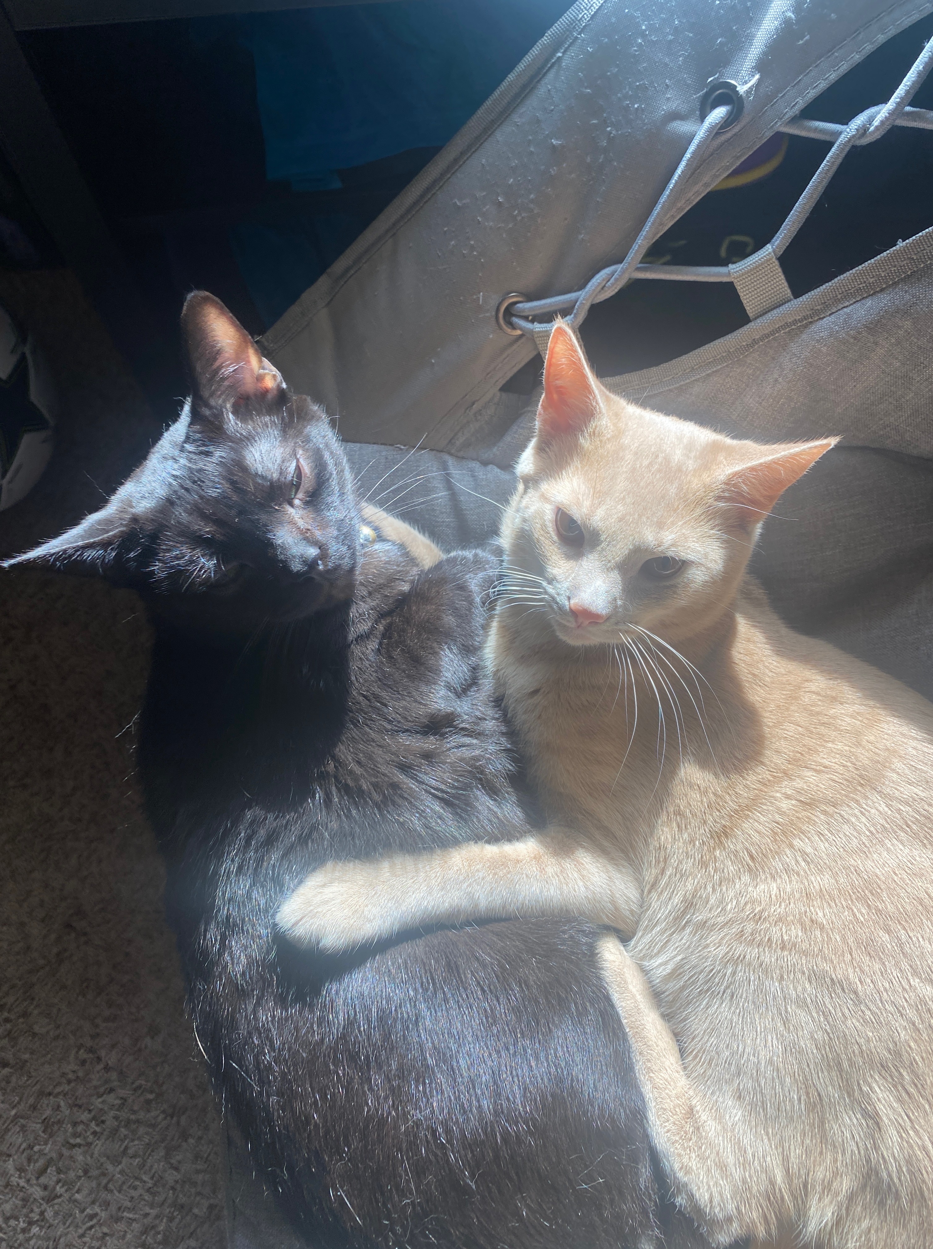 My Only Birthday Wish: Help My Baby Cat Fight Kidney Failure campaign photo, 4 of 7