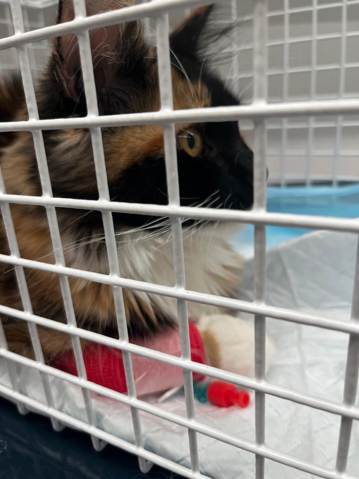 Mikas Operation campaign photo, 2 of 8