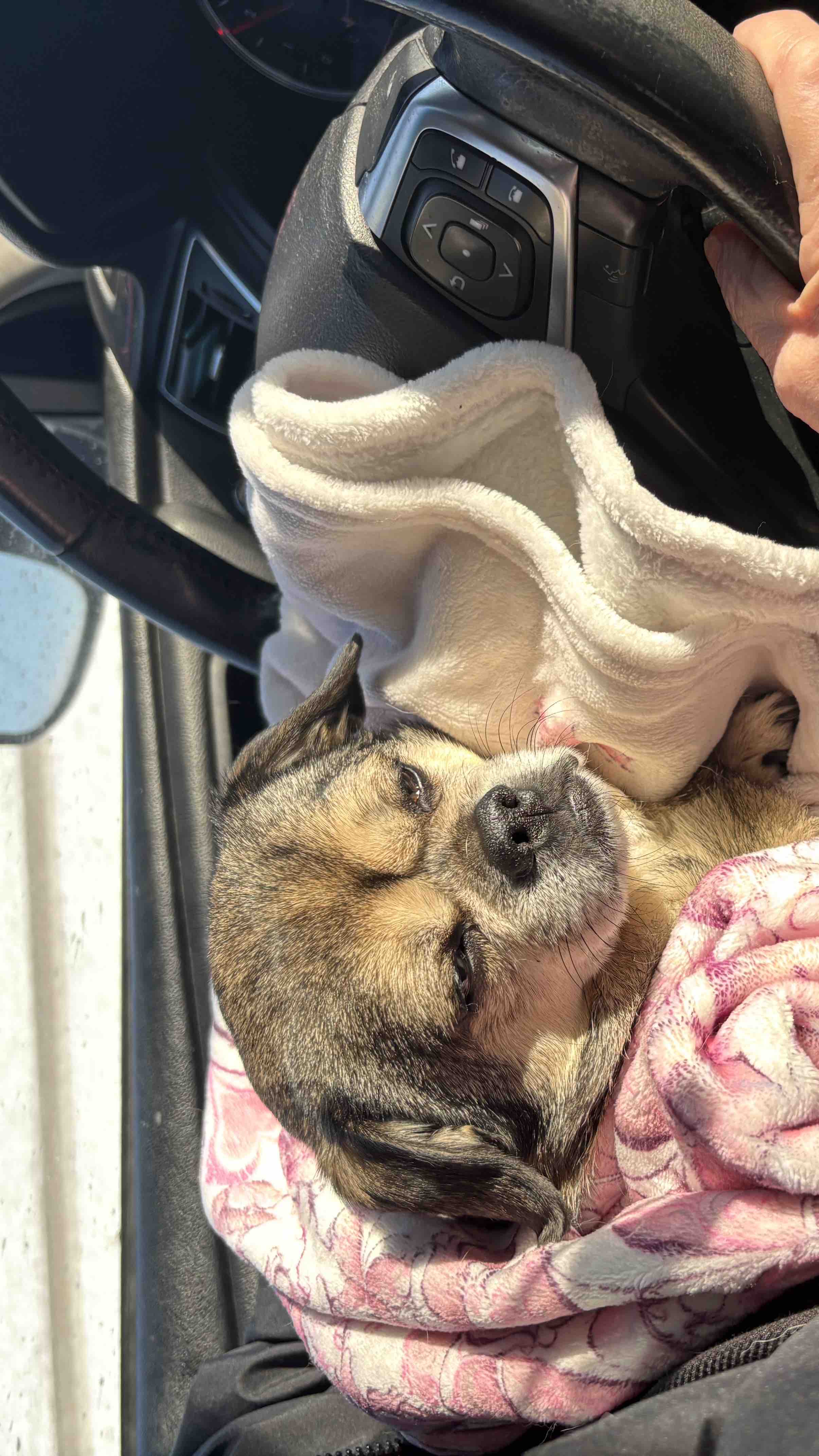 Help Moji Get Life-Saving Vet Care photo