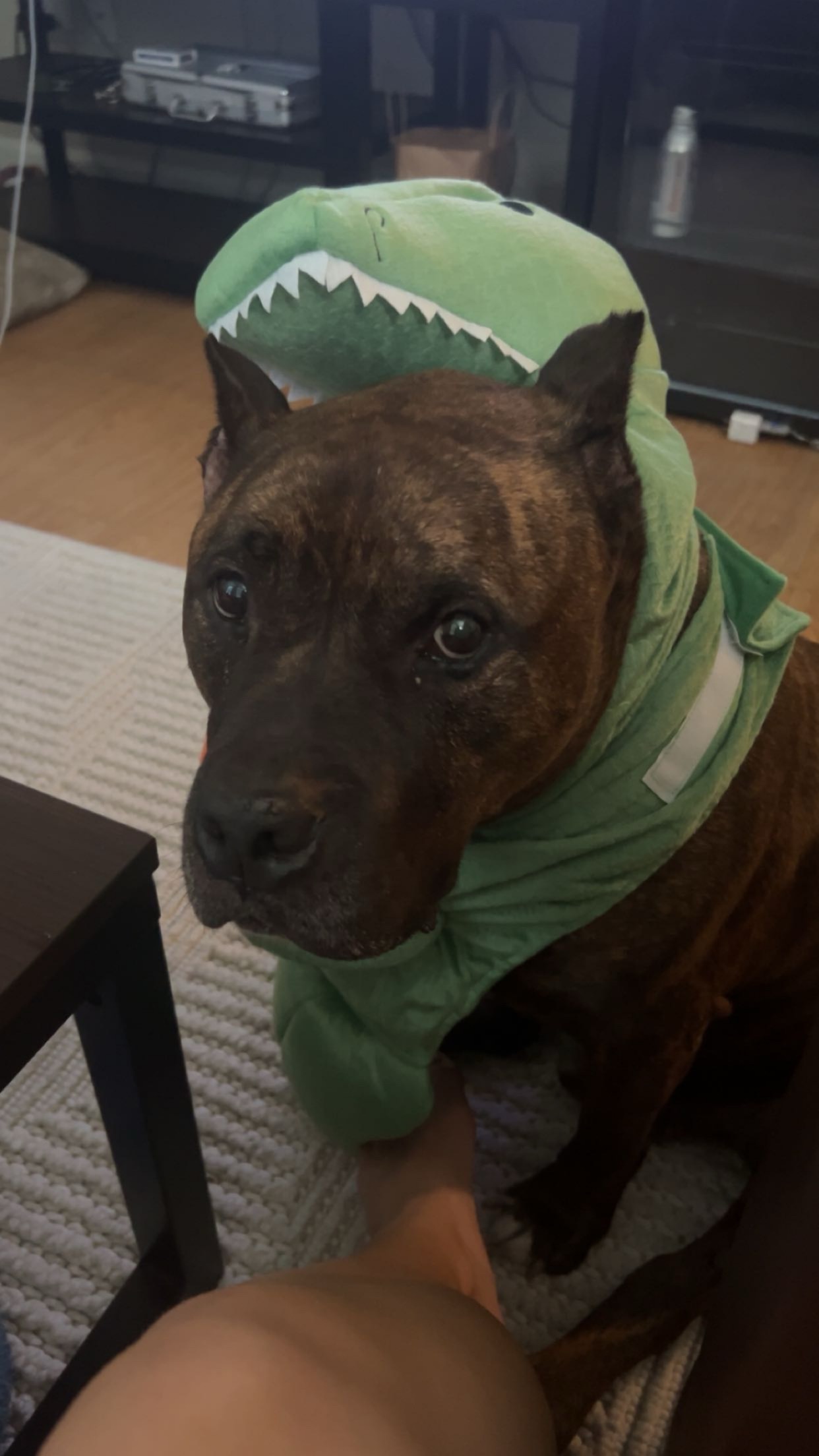 Help Save Our Rescued Dog’s Life campaign photo, 6 of 7