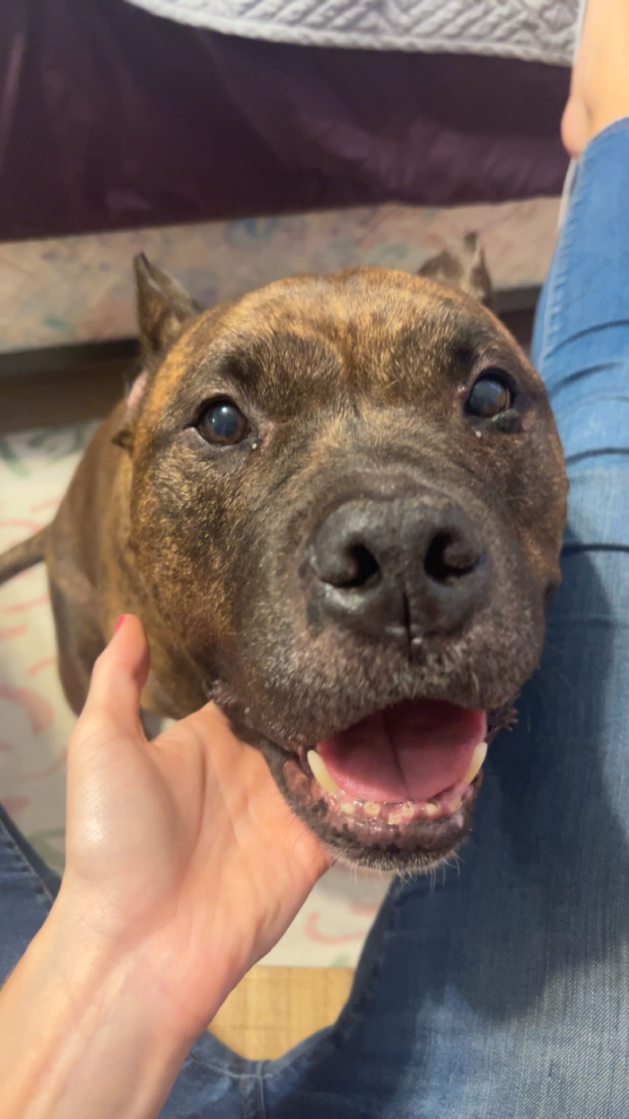 Help Save Our Rescued Dog’s Life campaign photo, 2 of 7