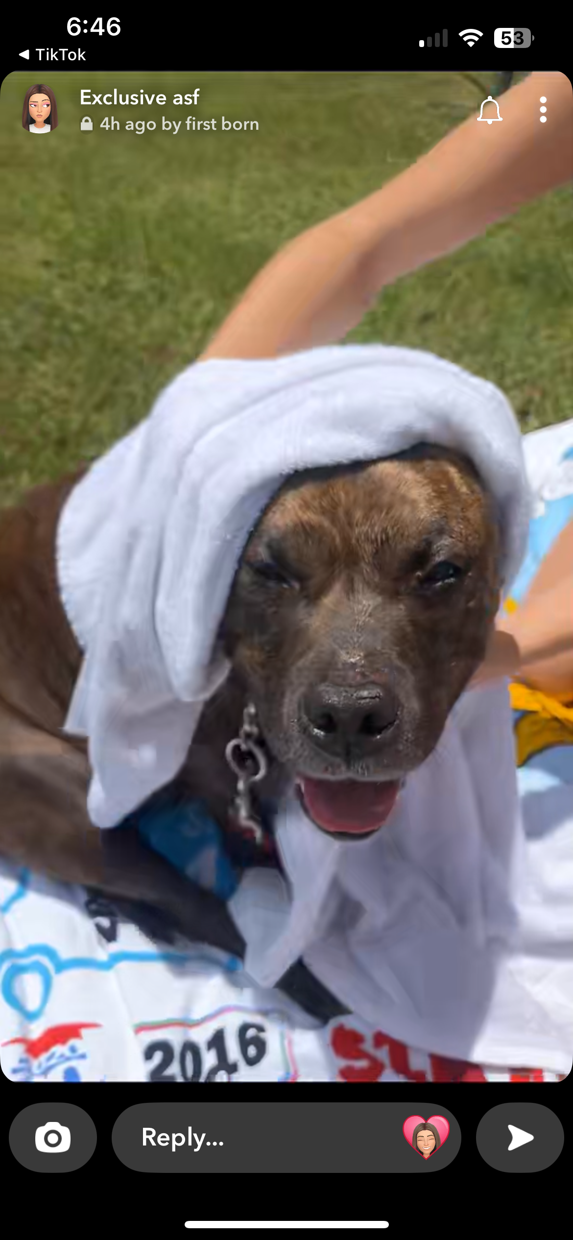 Help Save Our Rescued Dog’s Life campaign photo, 5 of 7