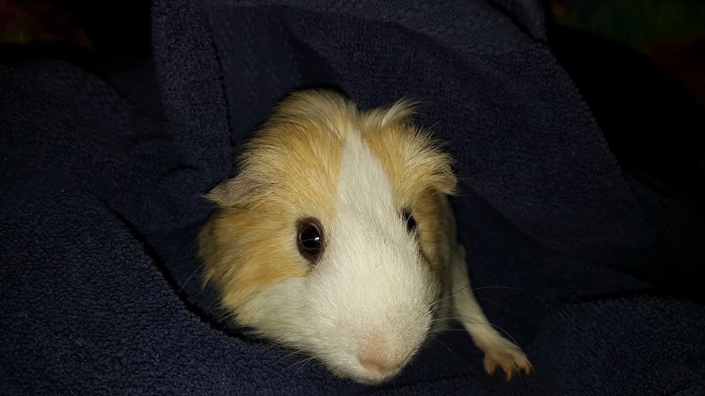 Help Terry Keep Her Home and Pets campaign photo, 7 of 8