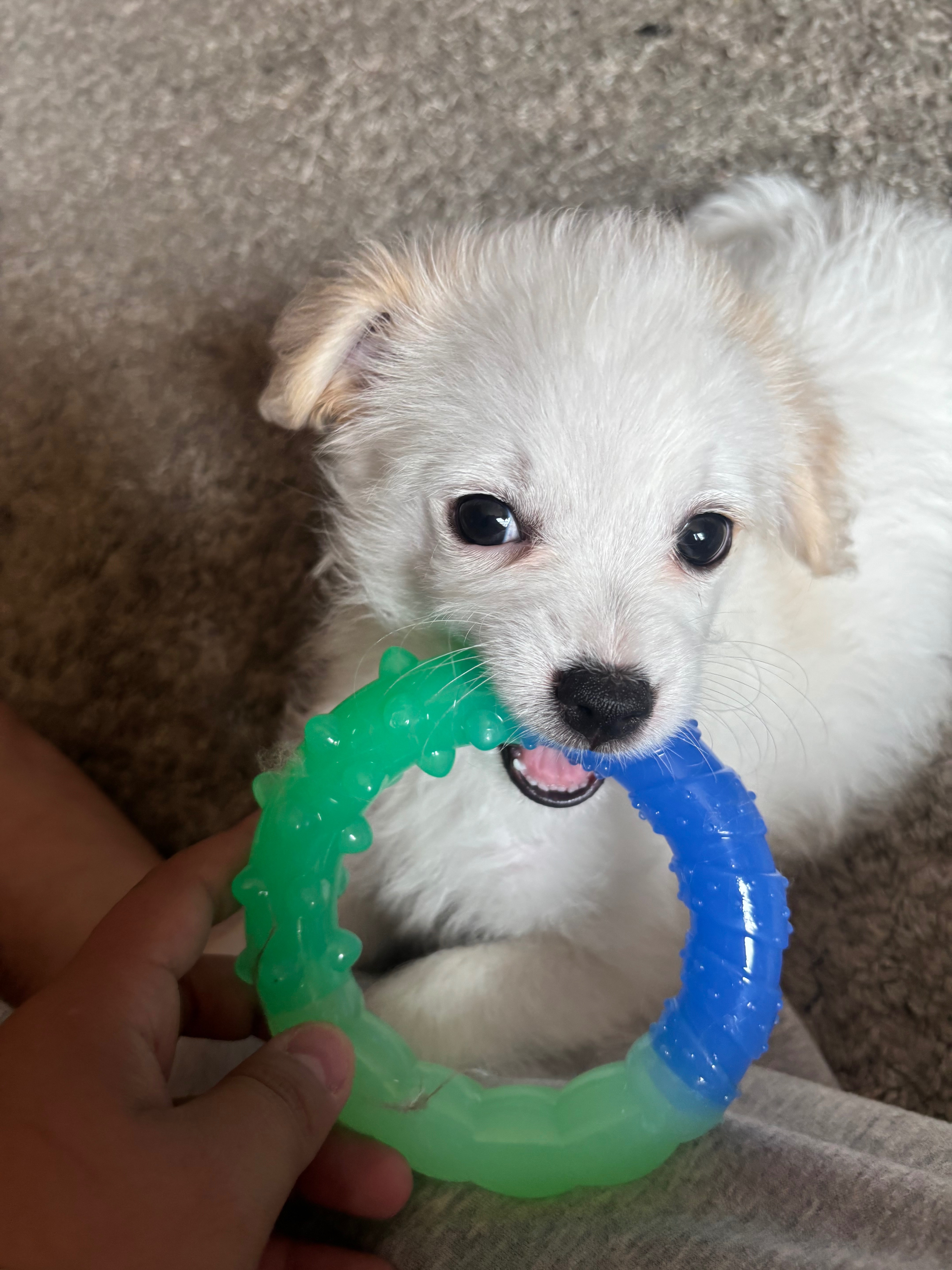 Bring Back Eevee’s Joyful Puppy Days campaign photo, 4 of 8