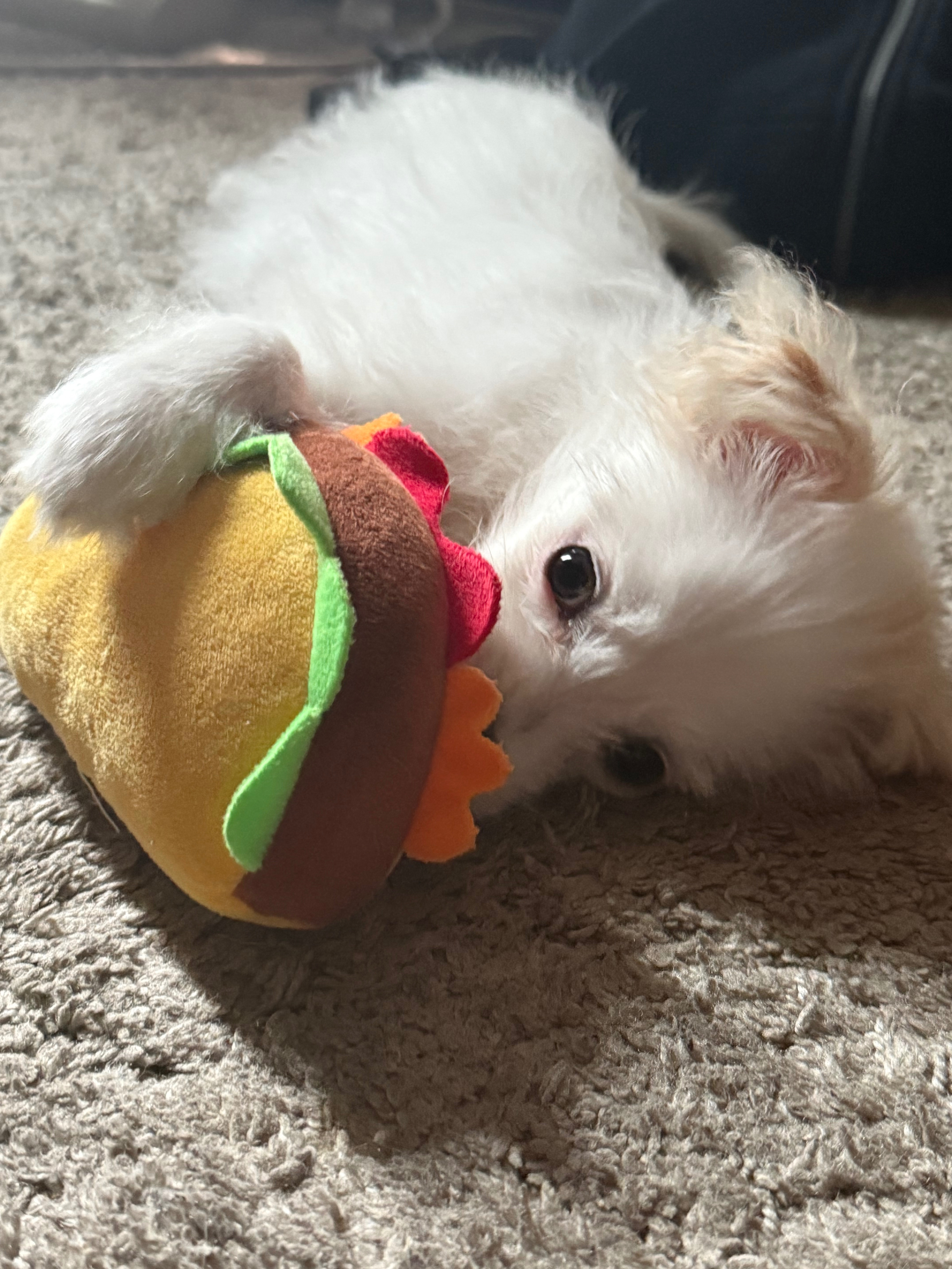 Bring Back Eevee’s Joyful Puppy Days campaign photo, 2 of 8