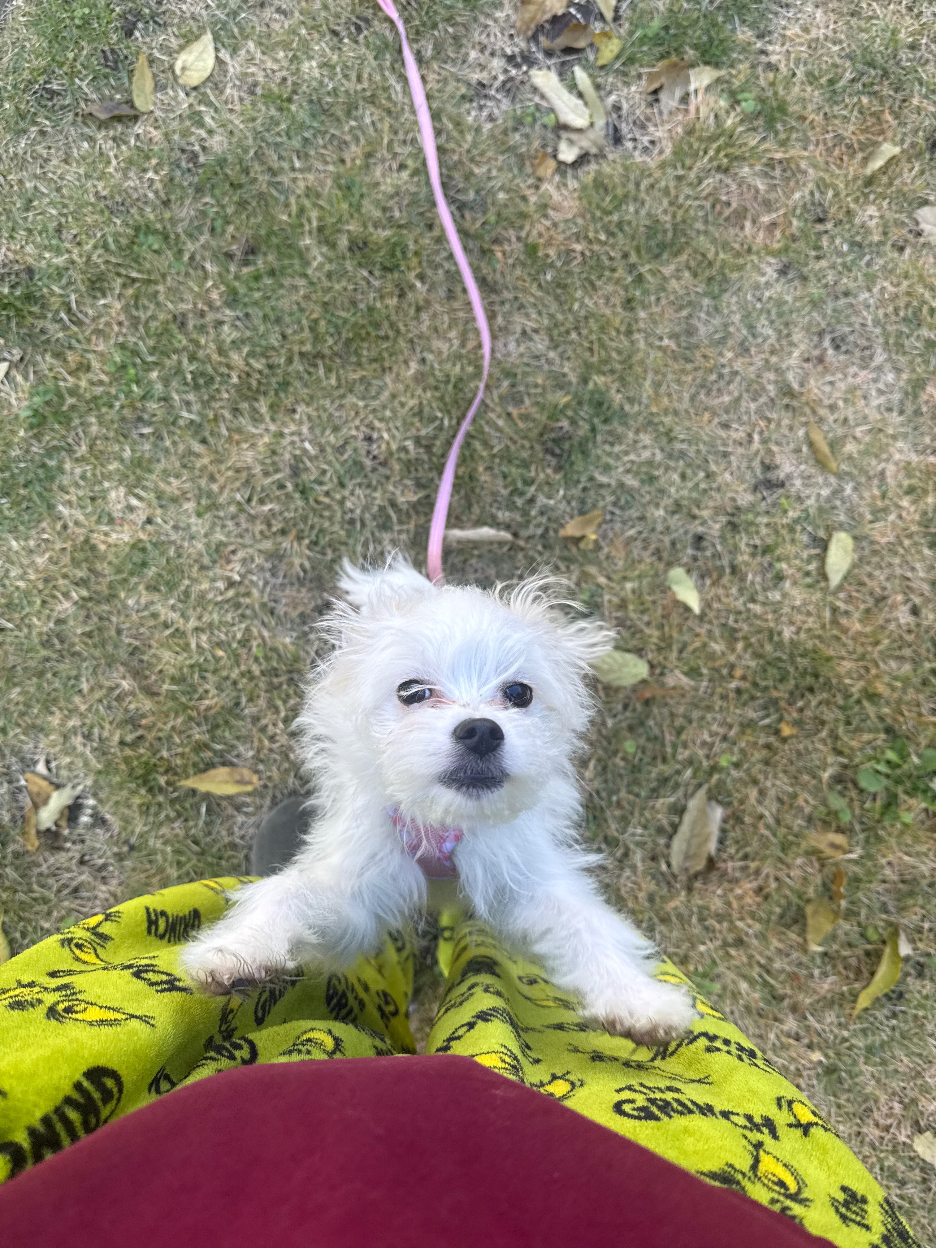 Bring Back Eevee’s Joyful Puppy Days campaign photo, 7 of 8