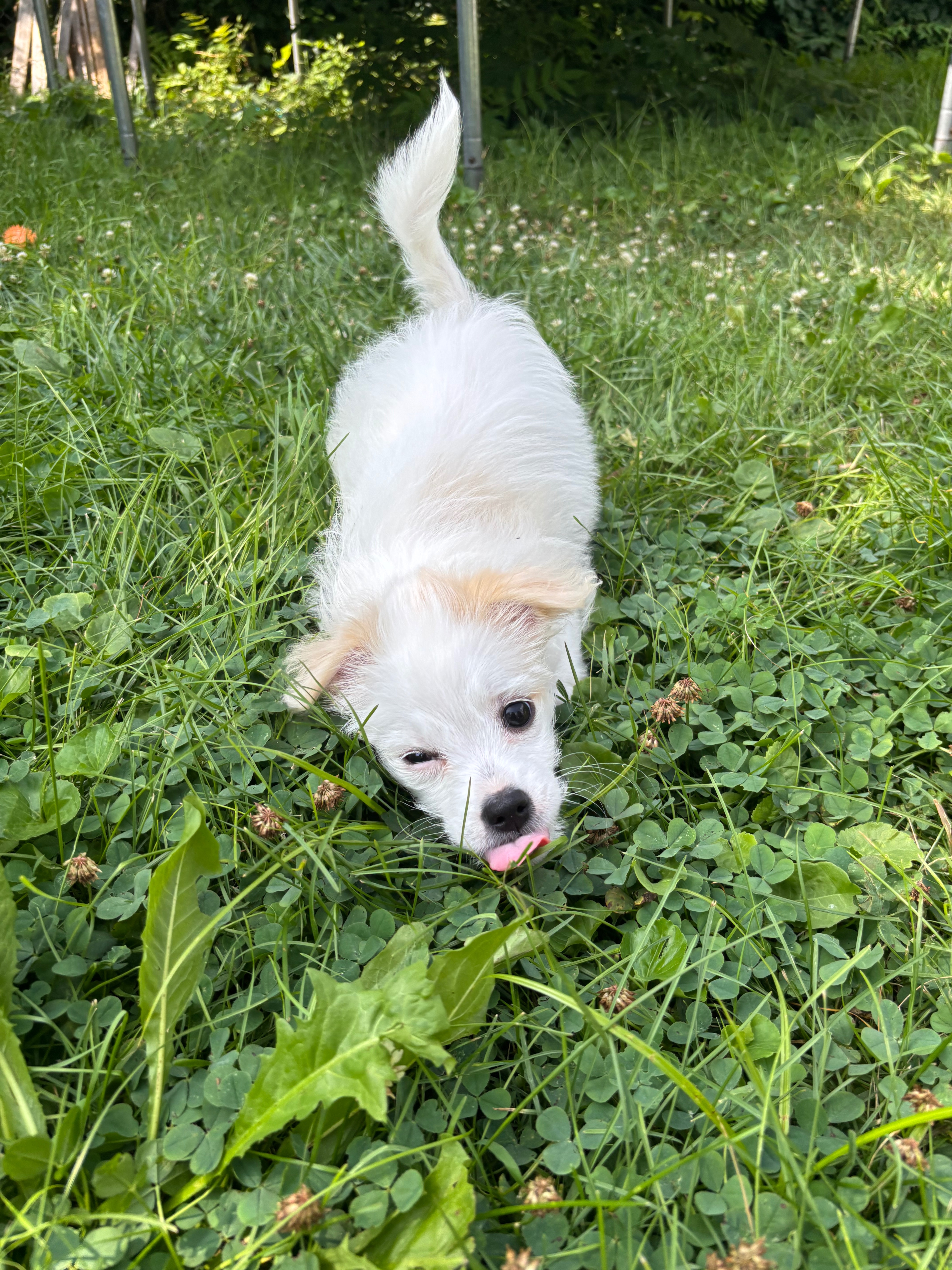 Bring Back Eevee’s Joyful Puppy Days campaign photo, 6 of 8