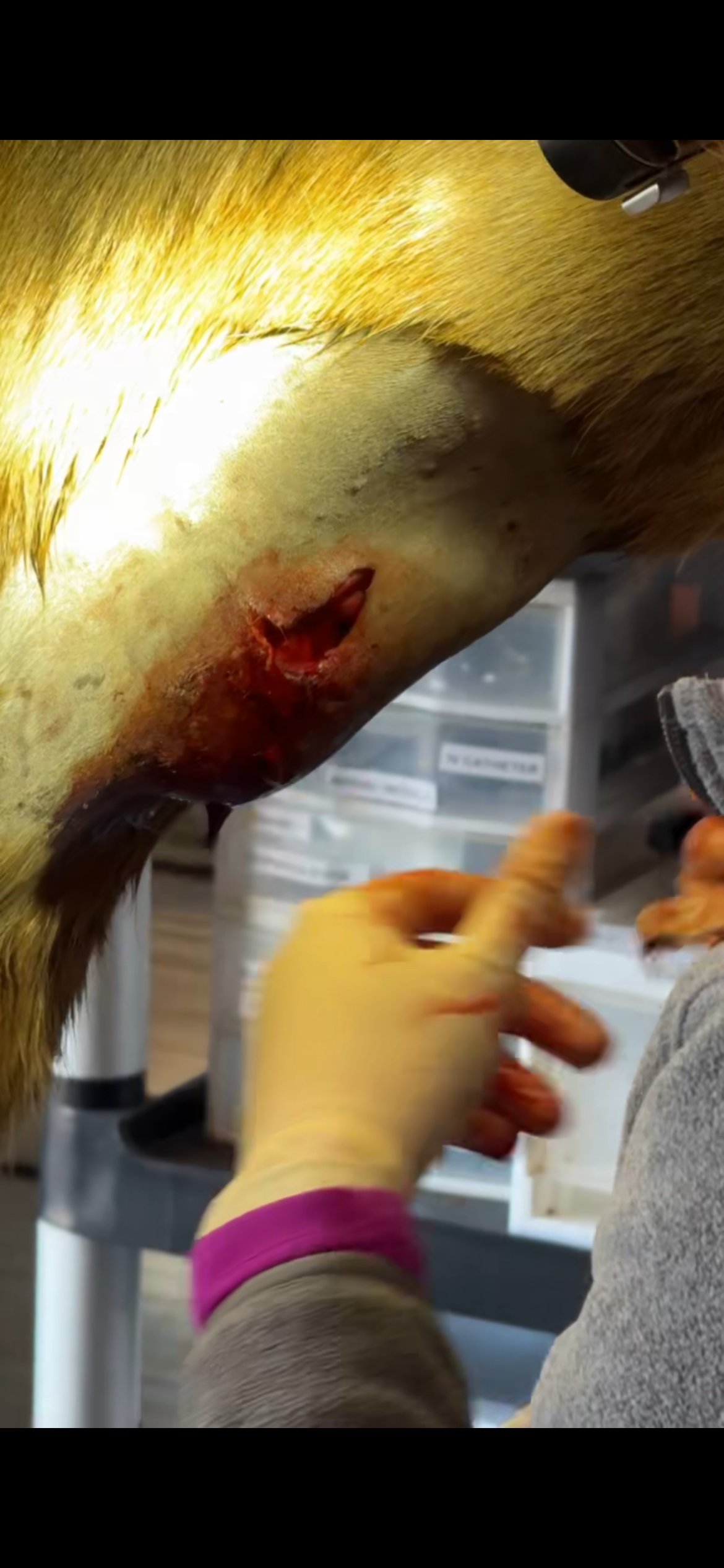 Help Tyrell's Horse Recover After Accident campaign photo, 5 of 6