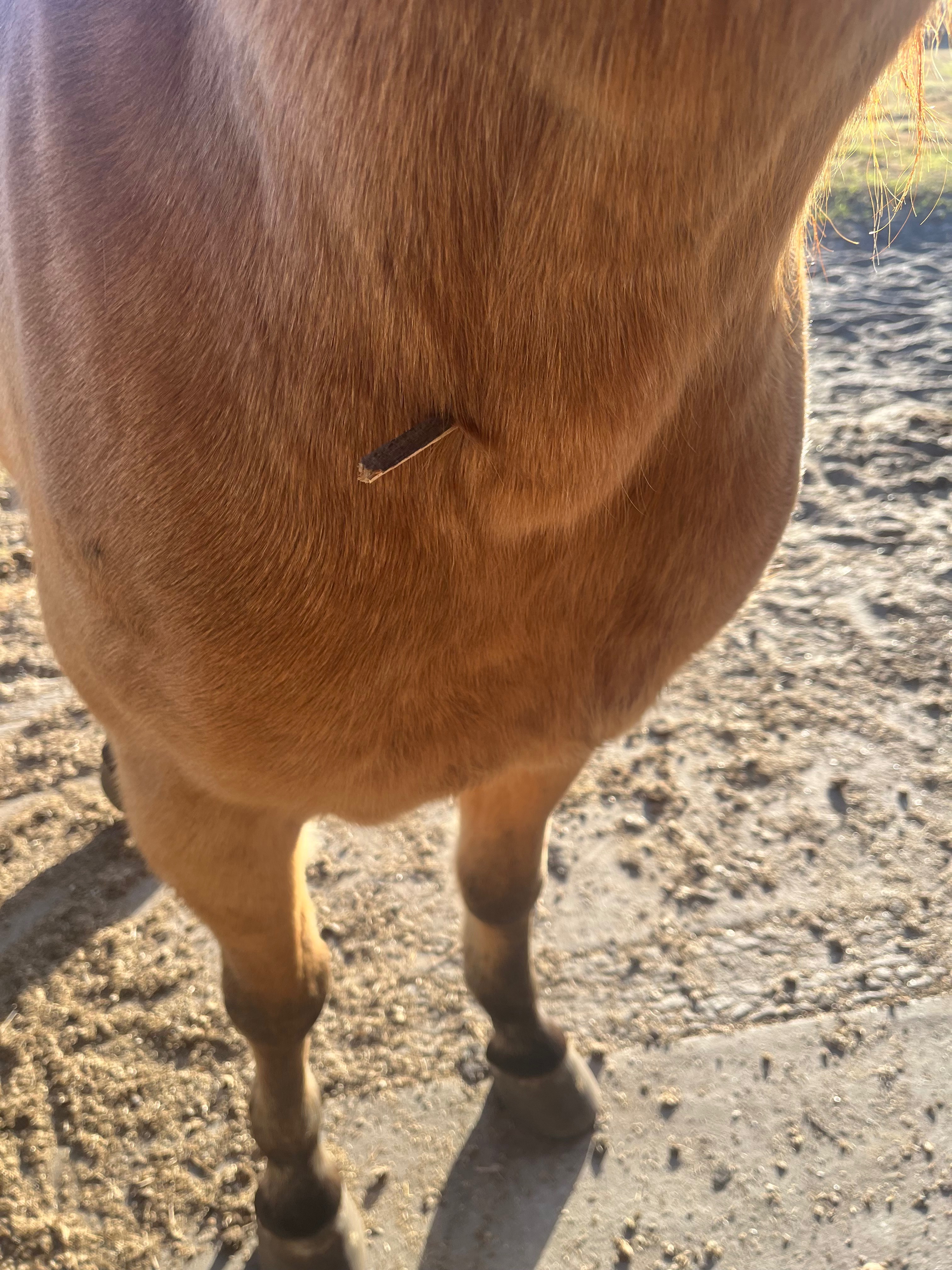 Help Tyrell's Horse Recover After Accident campaign photo, 4 of 6