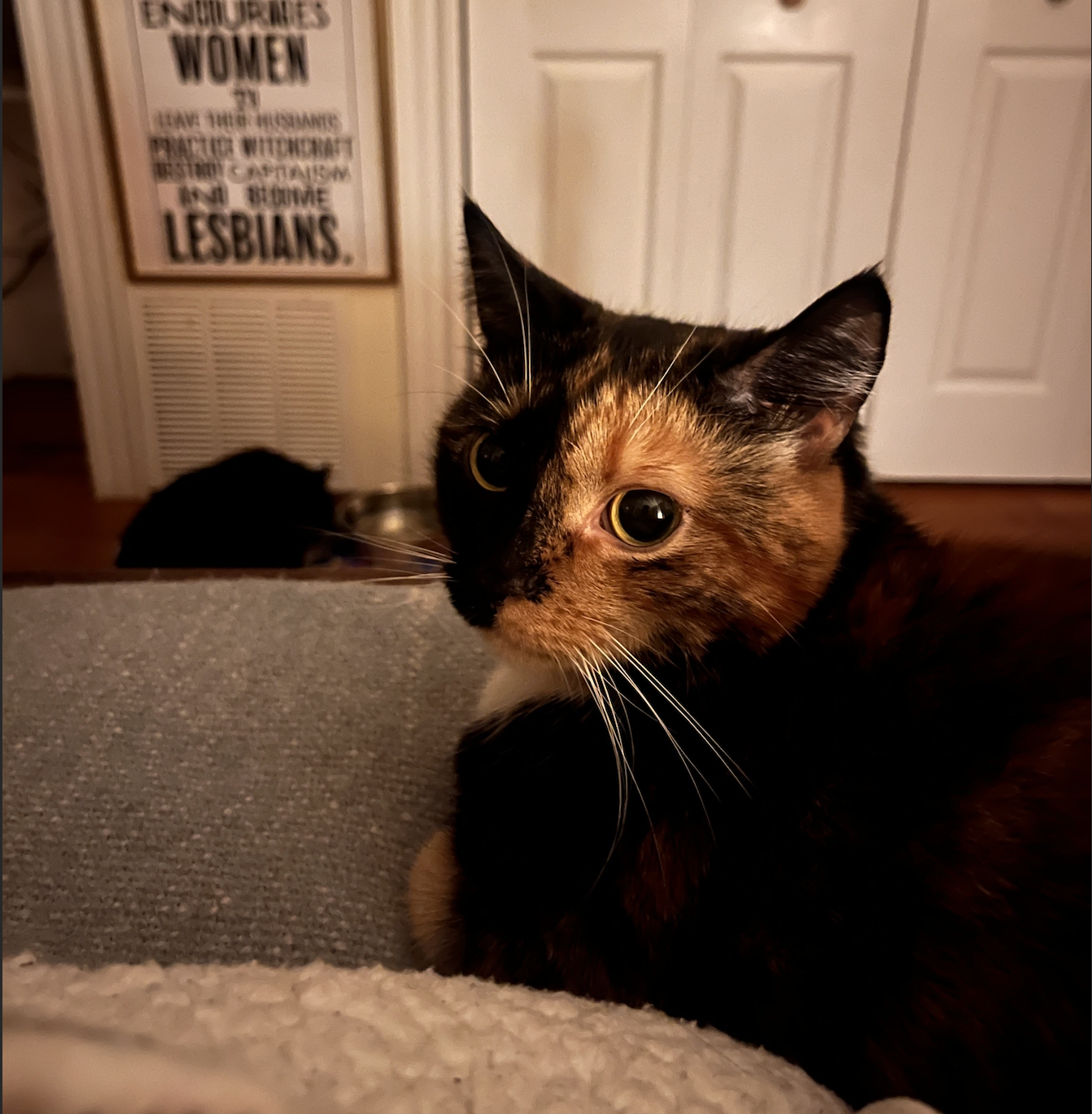 Help Toothy Recover After Lily Exposure campaign photo, 2 of 8