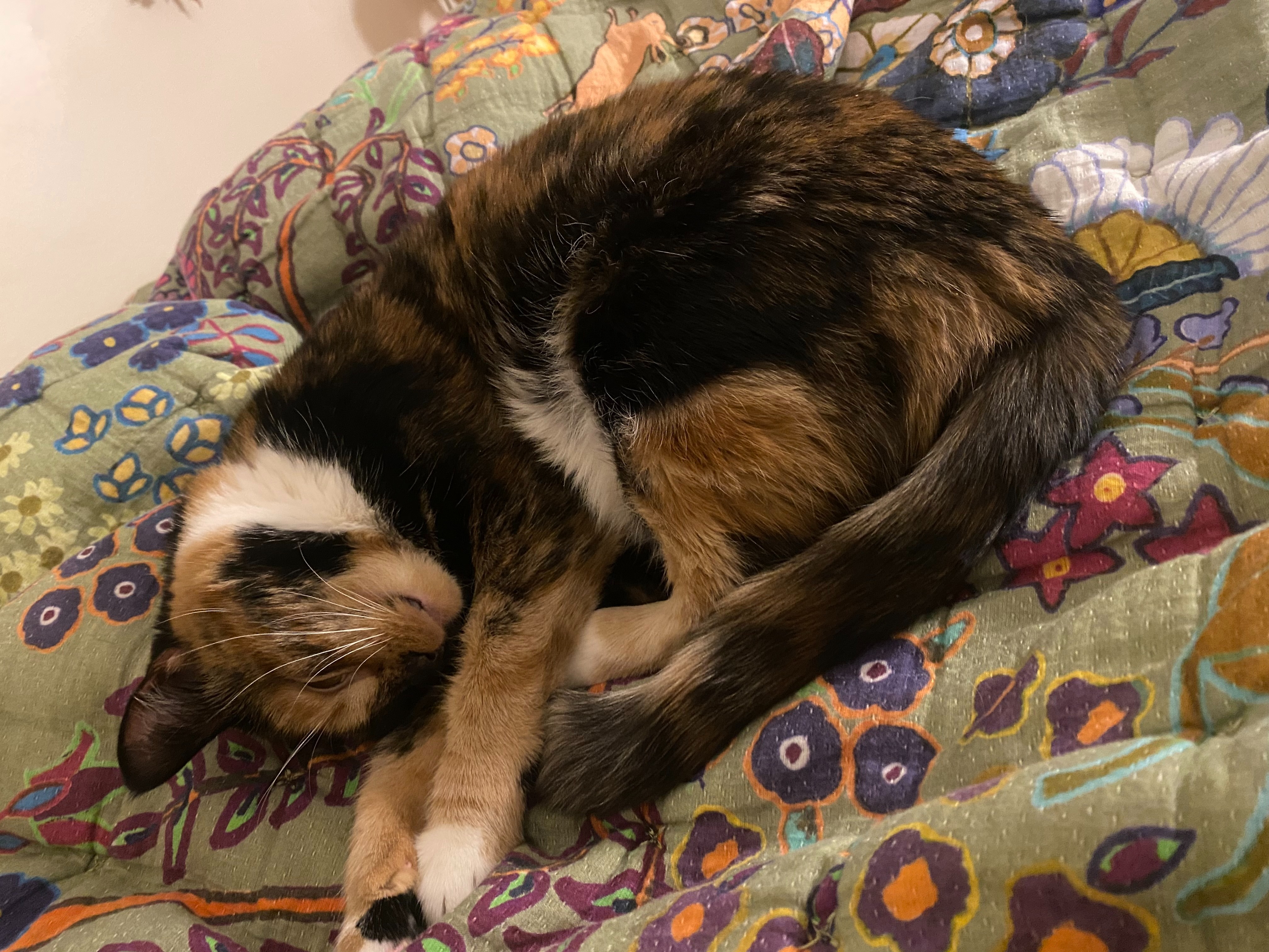 Help Toothy Recover After Lily Exposure campaign photo, 5 of 8