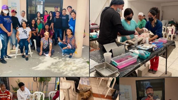 Esterilizar animales en situacion de calle (programa C.E.L)