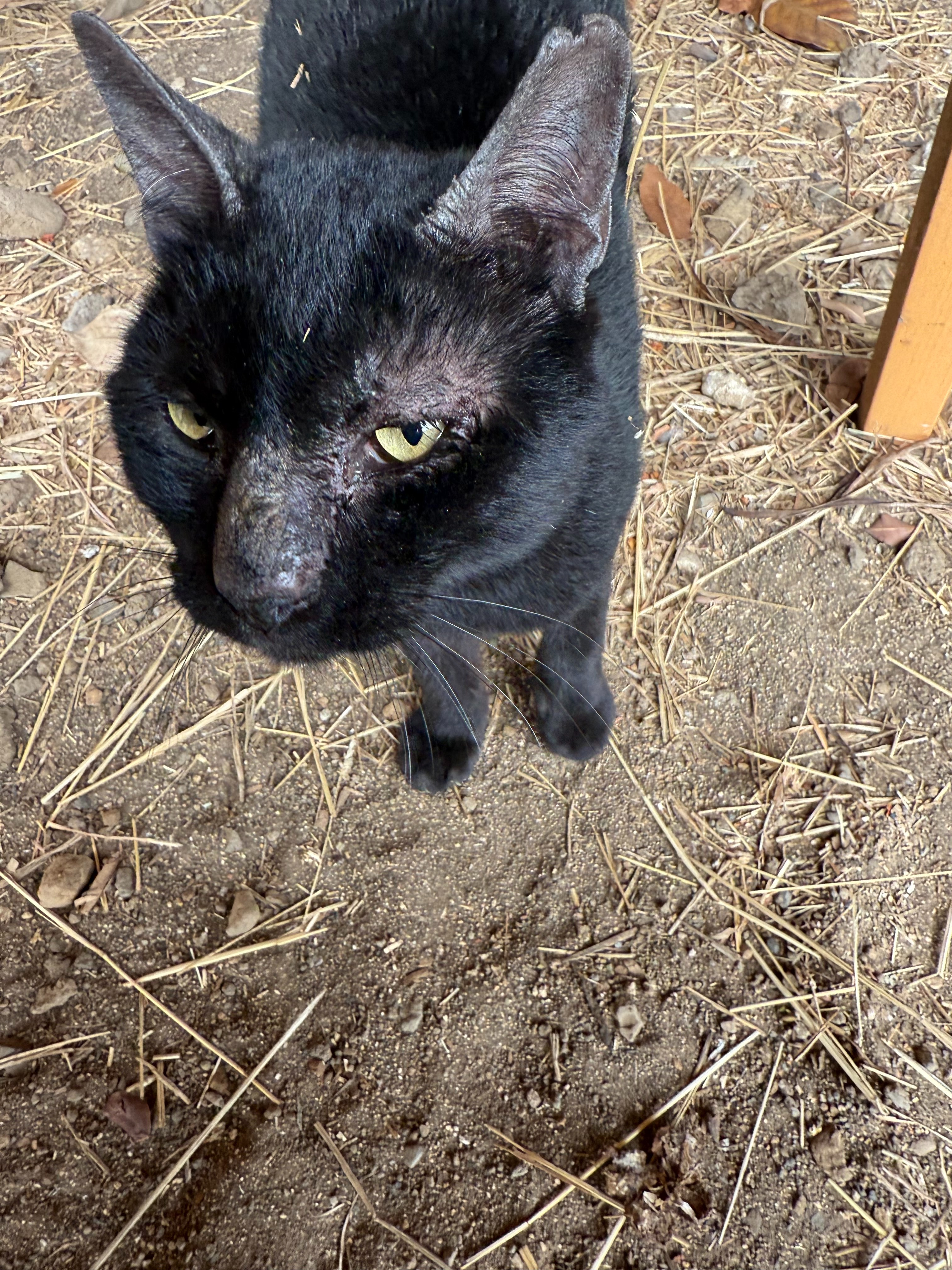Help Inky the Barn Cat Get Lifesaving Care campaign photo, 2 of 8