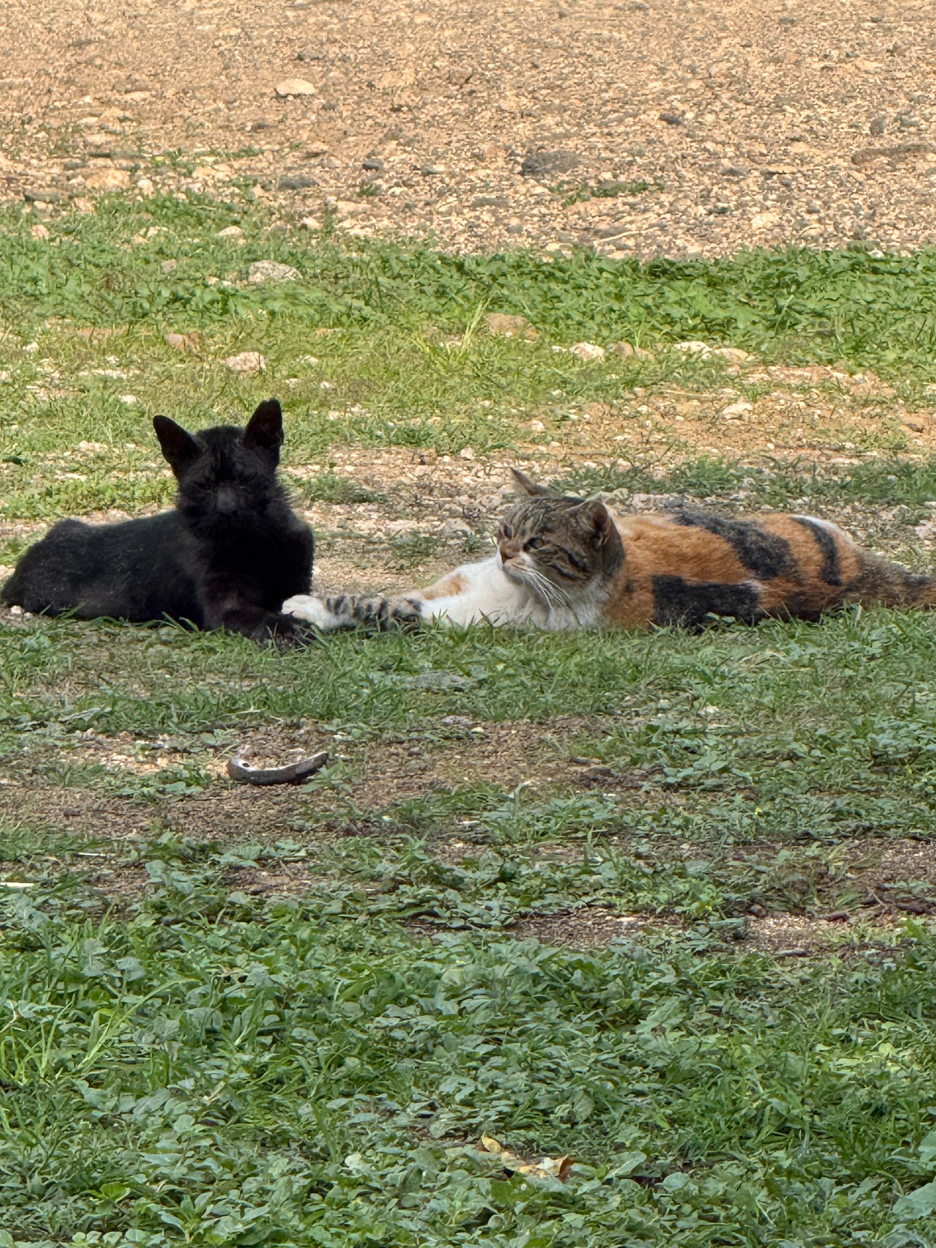 Help Inky the Barn Cat Get Lifesaving Care campaign photo, 7 of 8