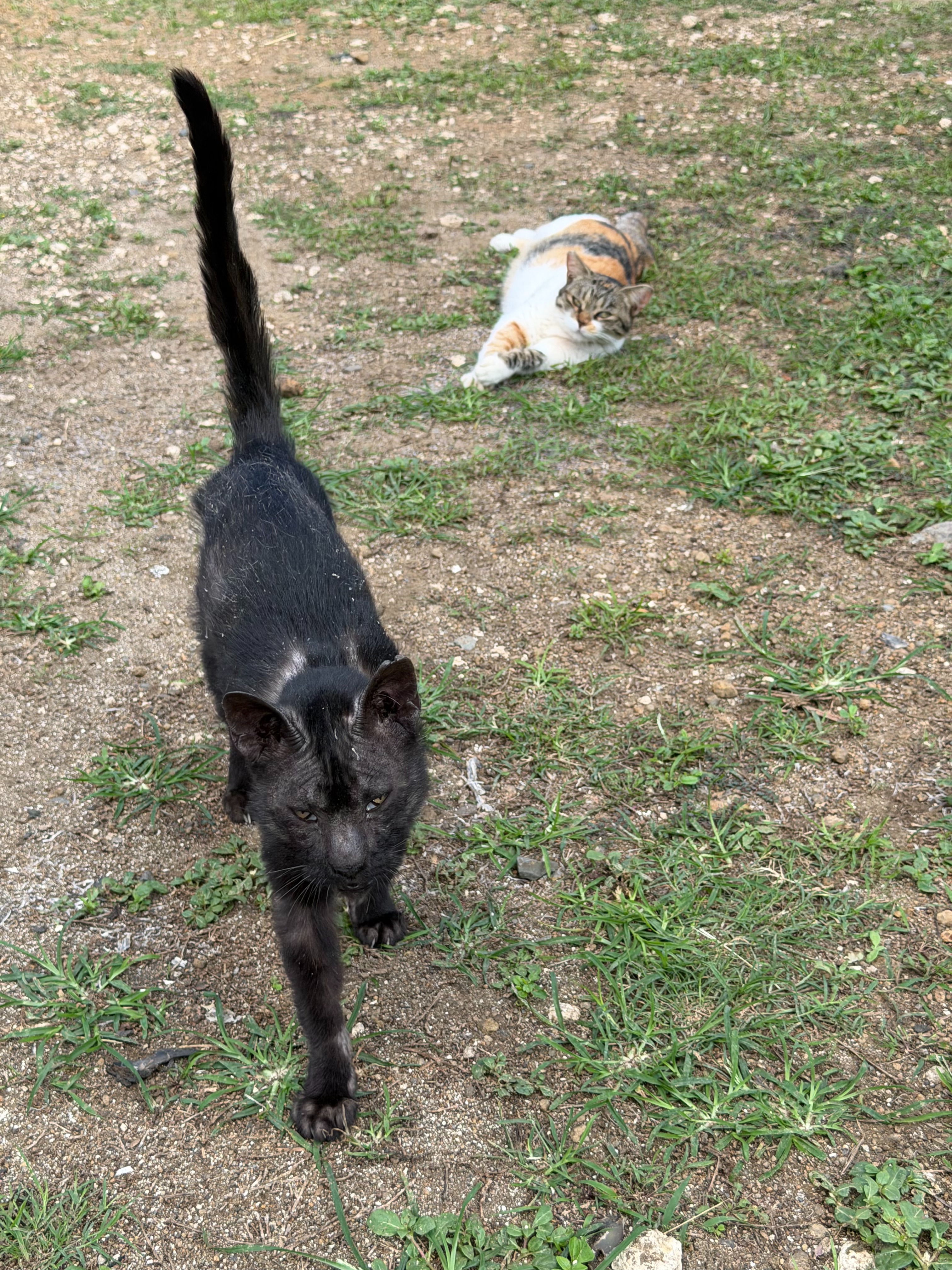 Help Inky the Barn Cat Get Lifesaving Care campaign photo, 4 of 8