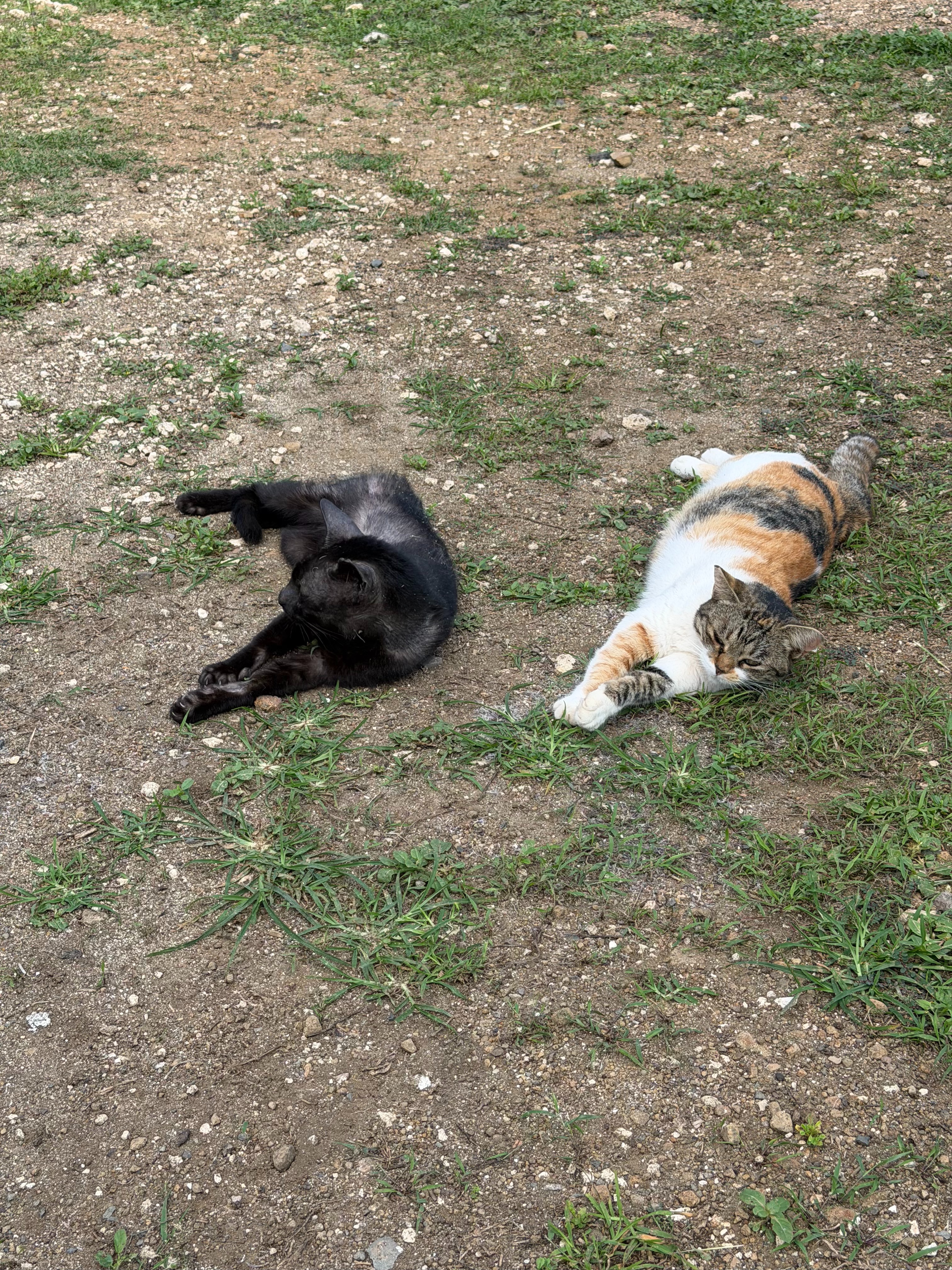 Help Inky the Barn Cat Get Lifesaving Care campaign photo, 5 of 8