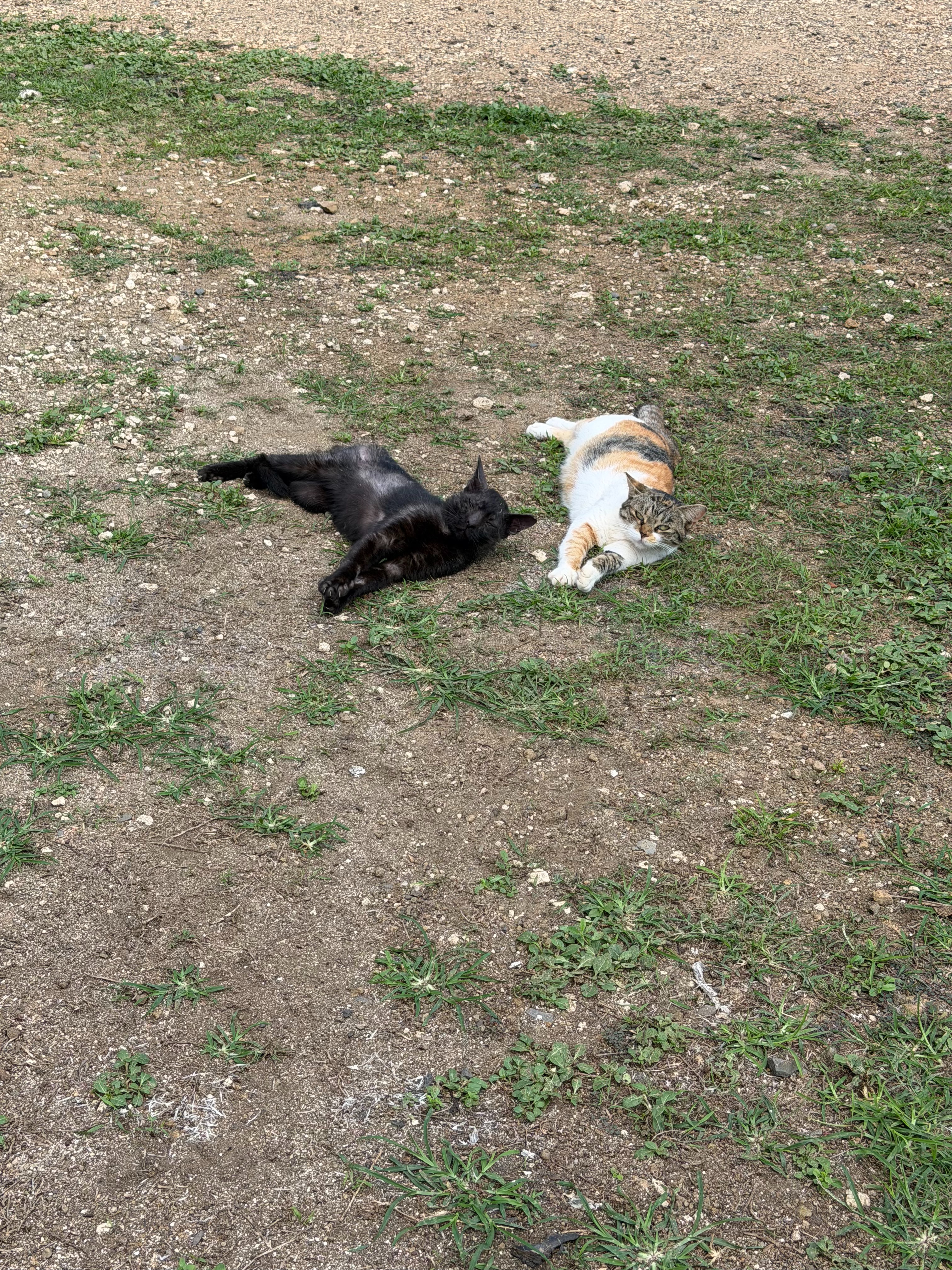 Help Inky the Barn Cat Get Lifesaving Care campaign photo, 6 of 8