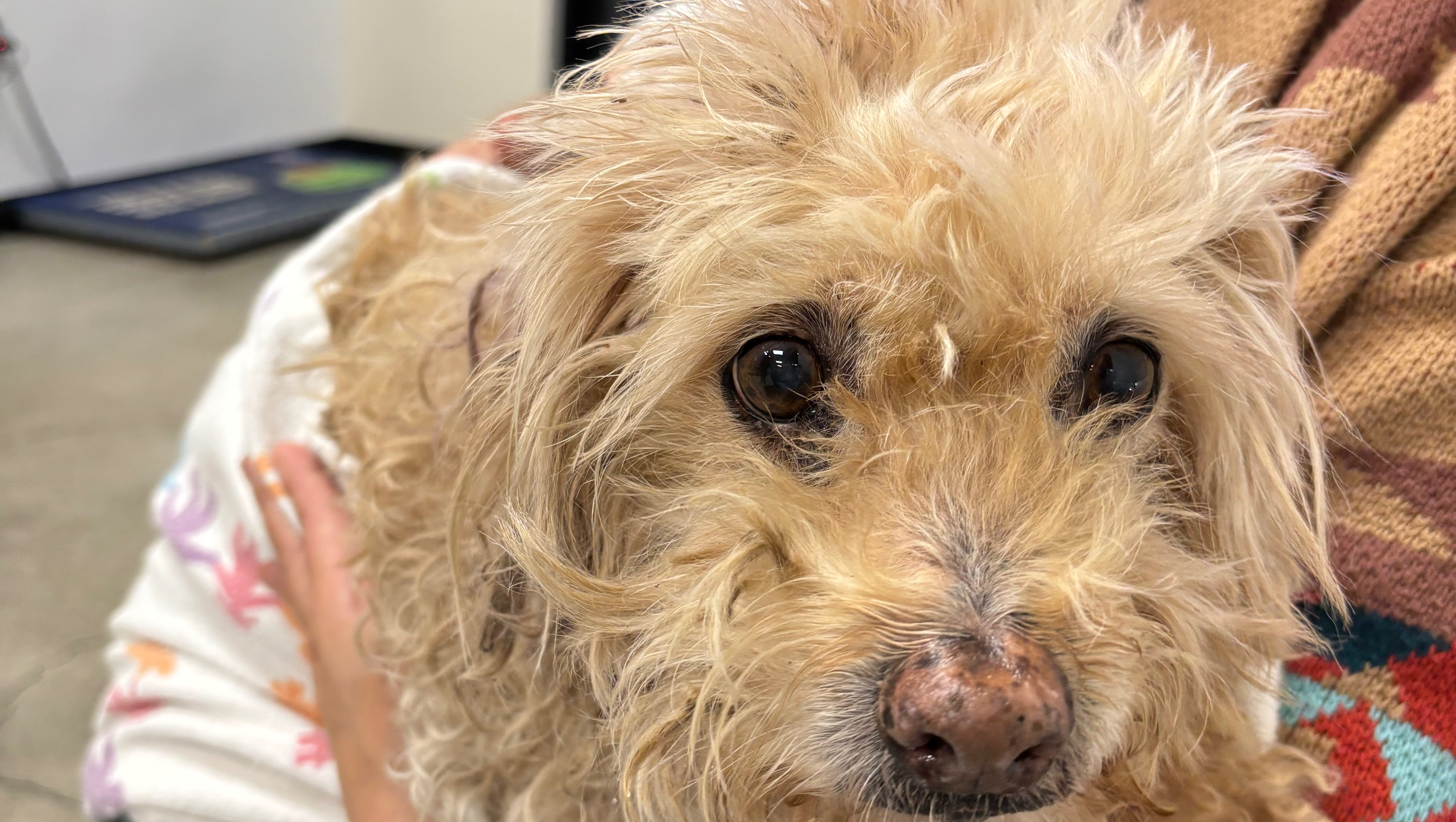 A Second Chance at the Life He Always Deserved photo