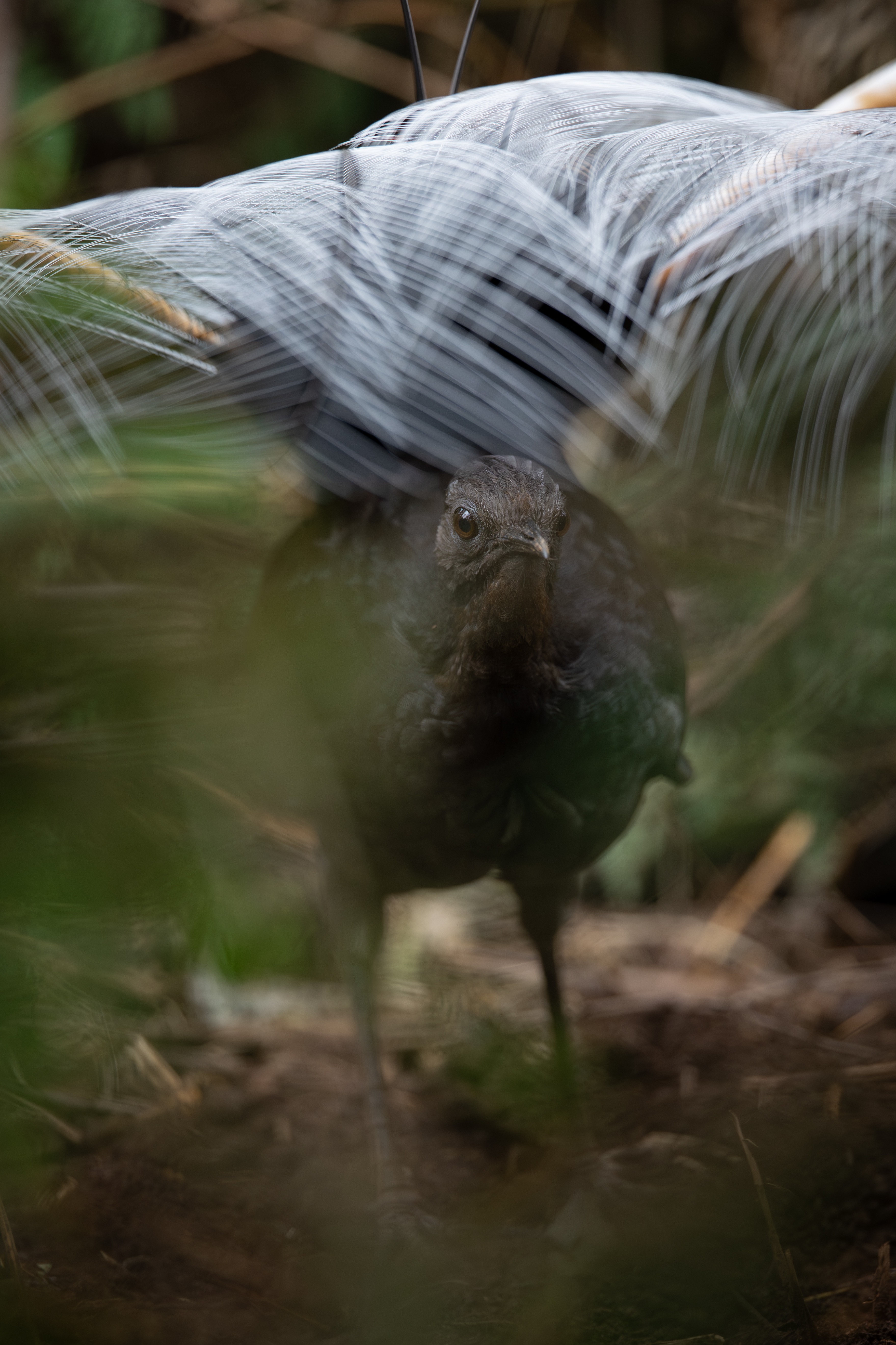 Help me fund my first wildlife documentary campaign photo, 2 of 7