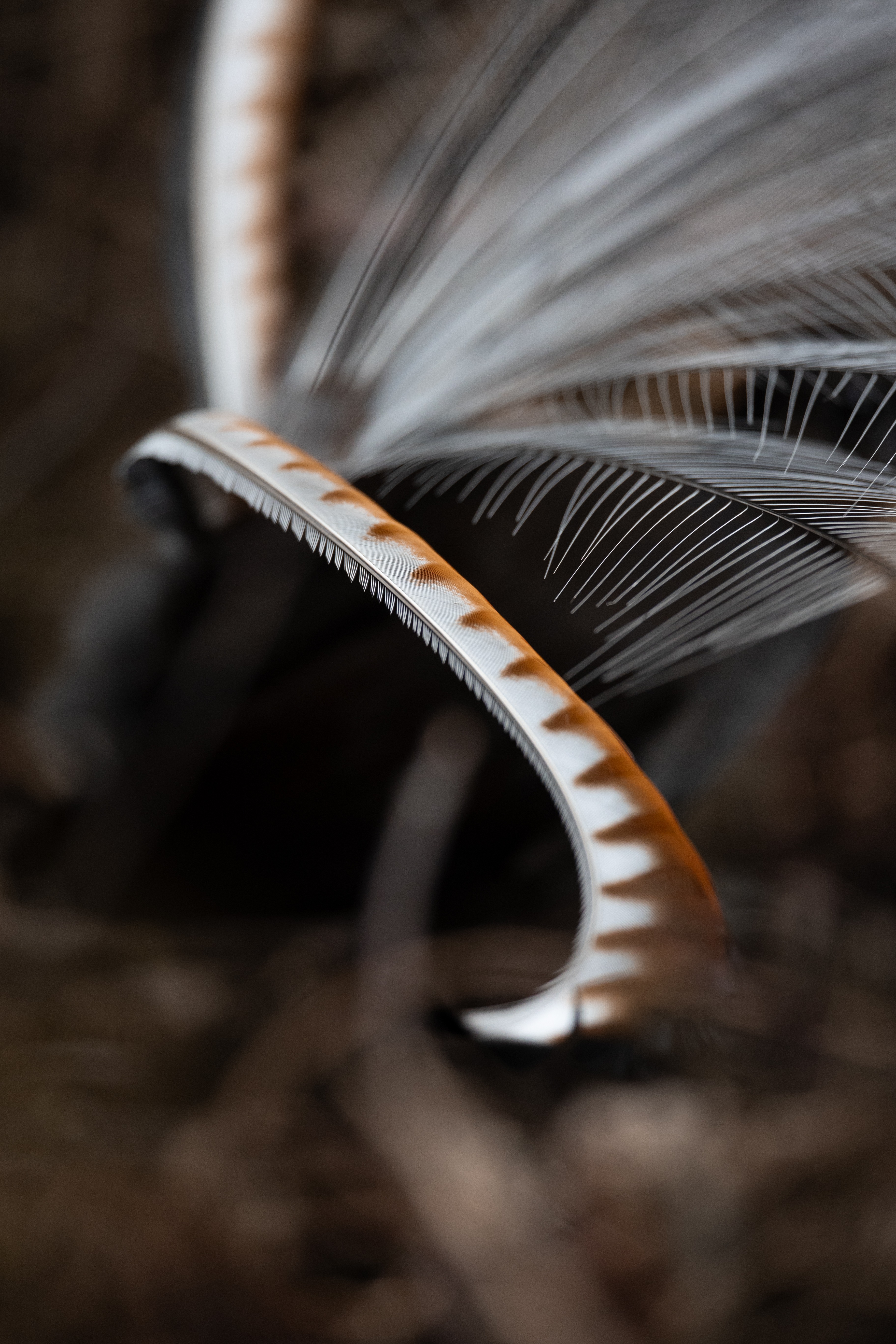 Help me fund my first wildlife documentary campaign photo, 4 of 7