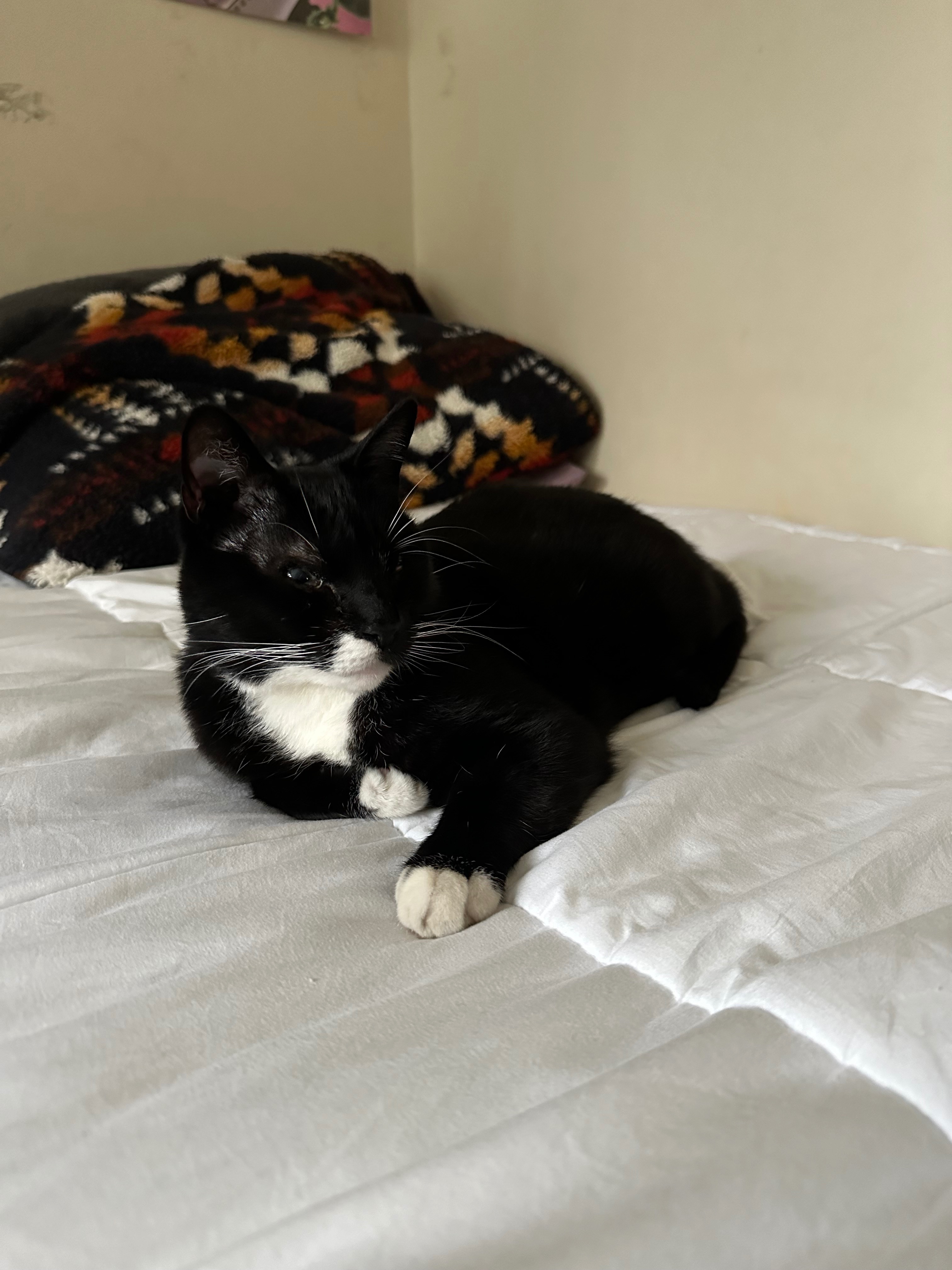 Help Socks Get Emergency Medical Care campaign photo, 2 of 8