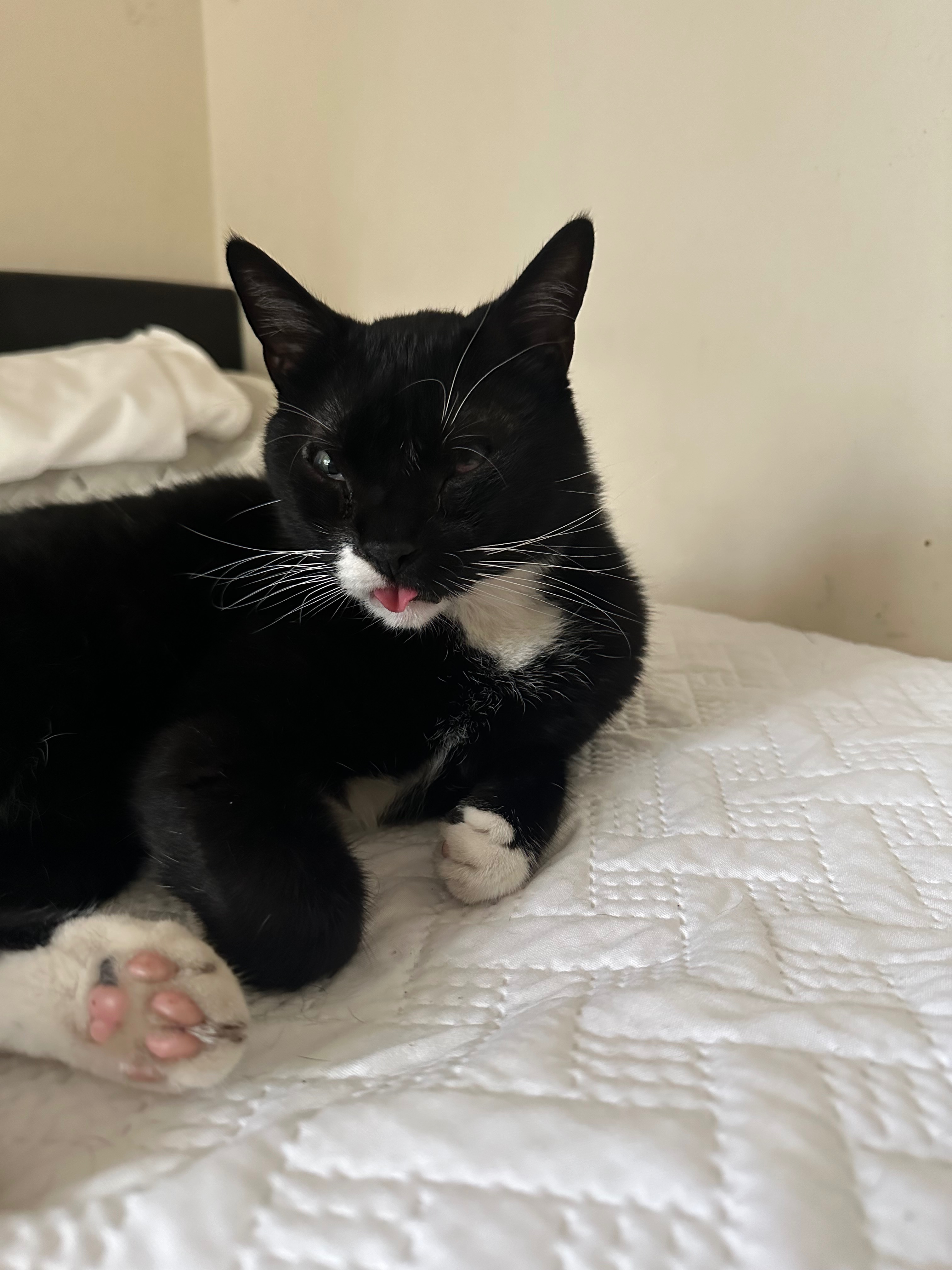 Help Socks Get Emergency Medical Care campaign photo, 4 of 8