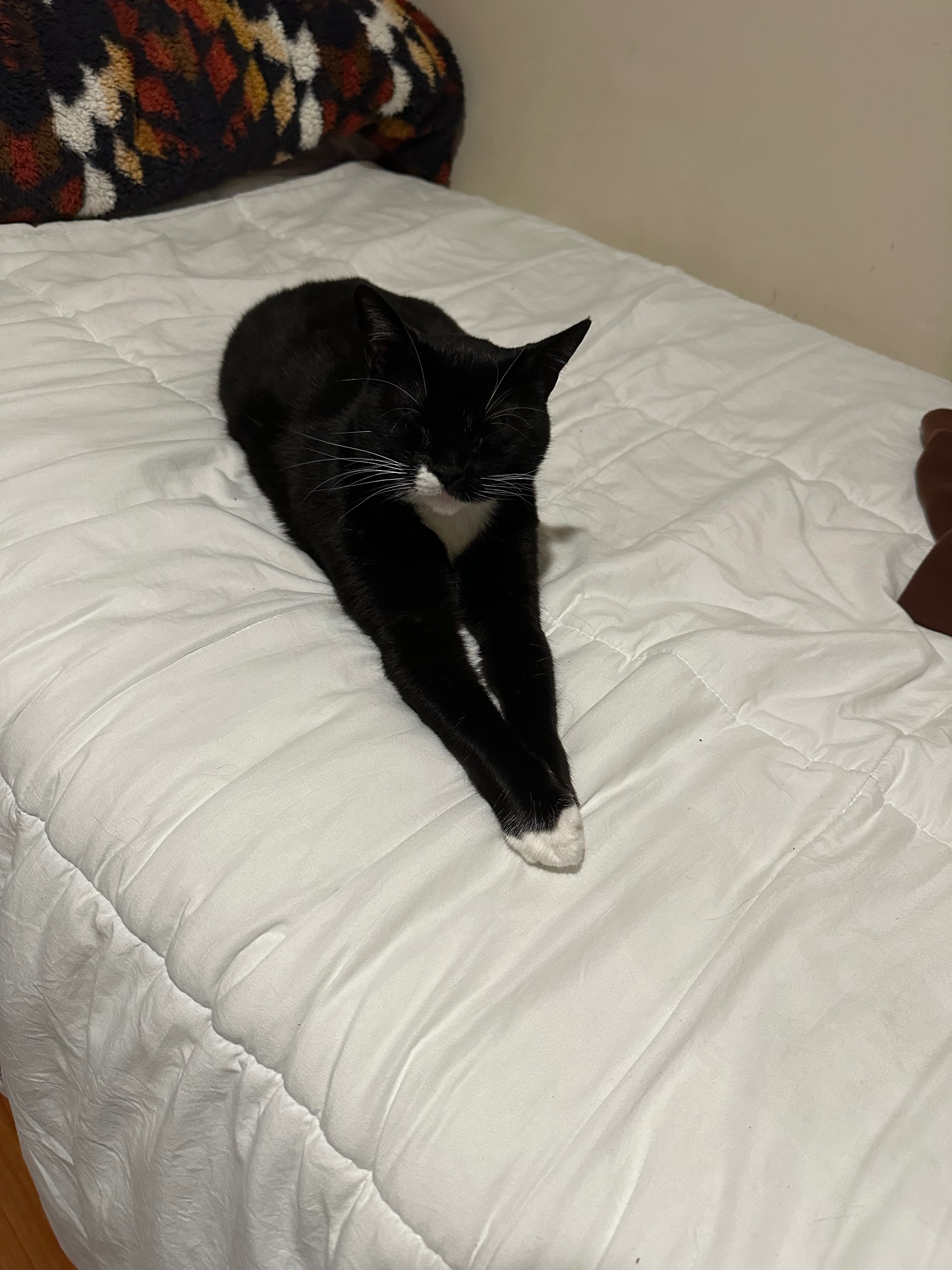 Help Socks Get Emergency Medical Care campaign photo, 5 of 8