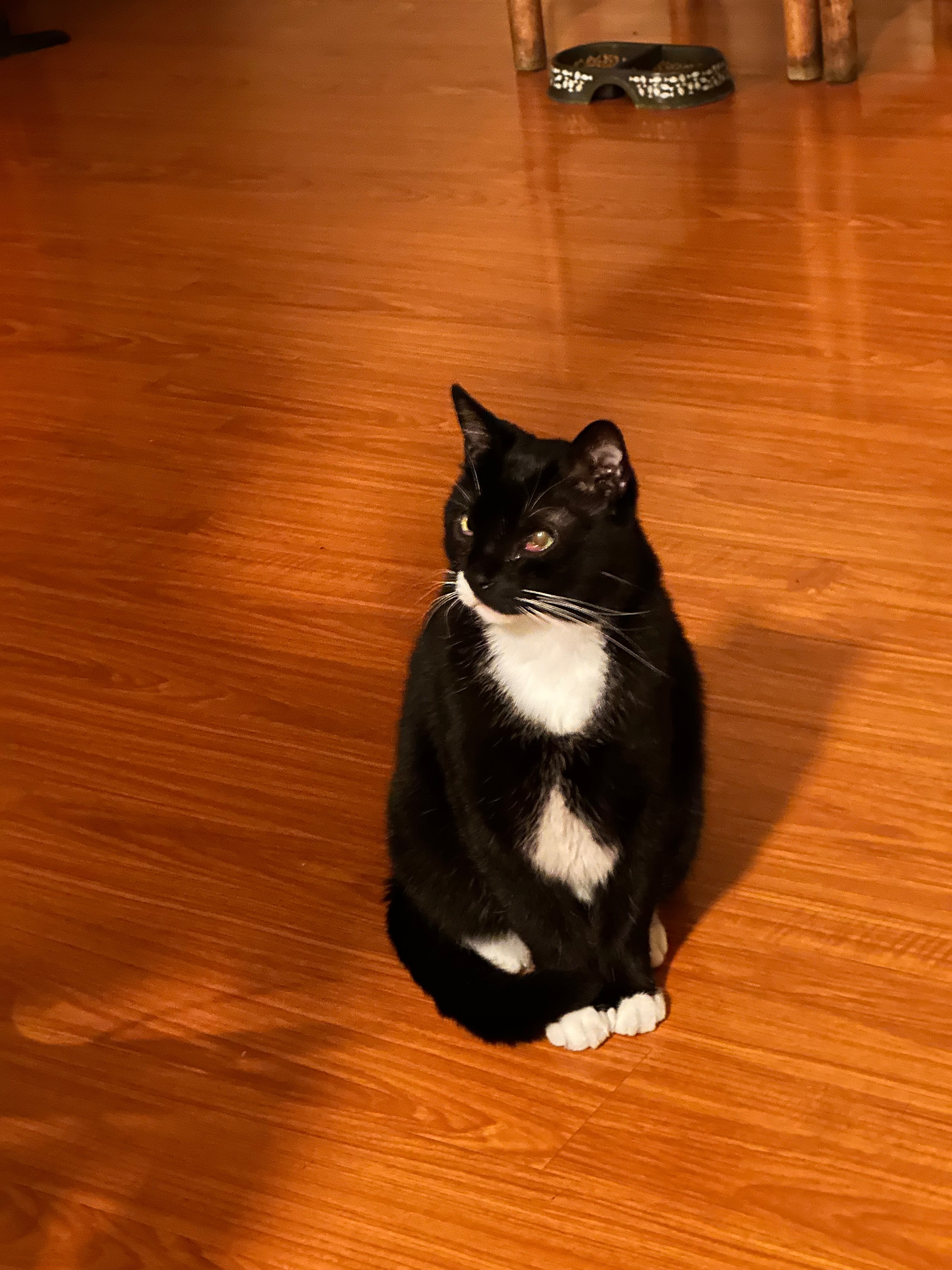 Help Socks Get Emergency Medical Care campaign photo, 6 of 8