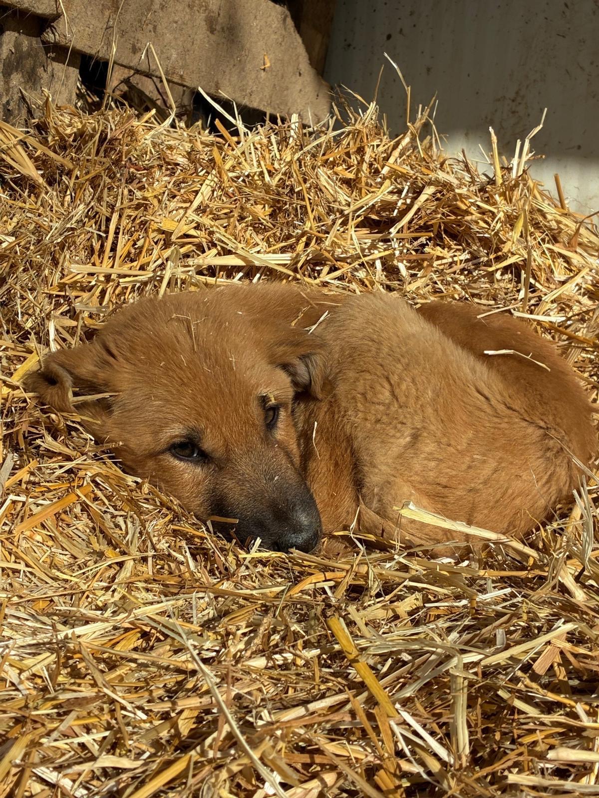 Rescue and Love for Abandoned Puppies campaign photo, 2 of 8