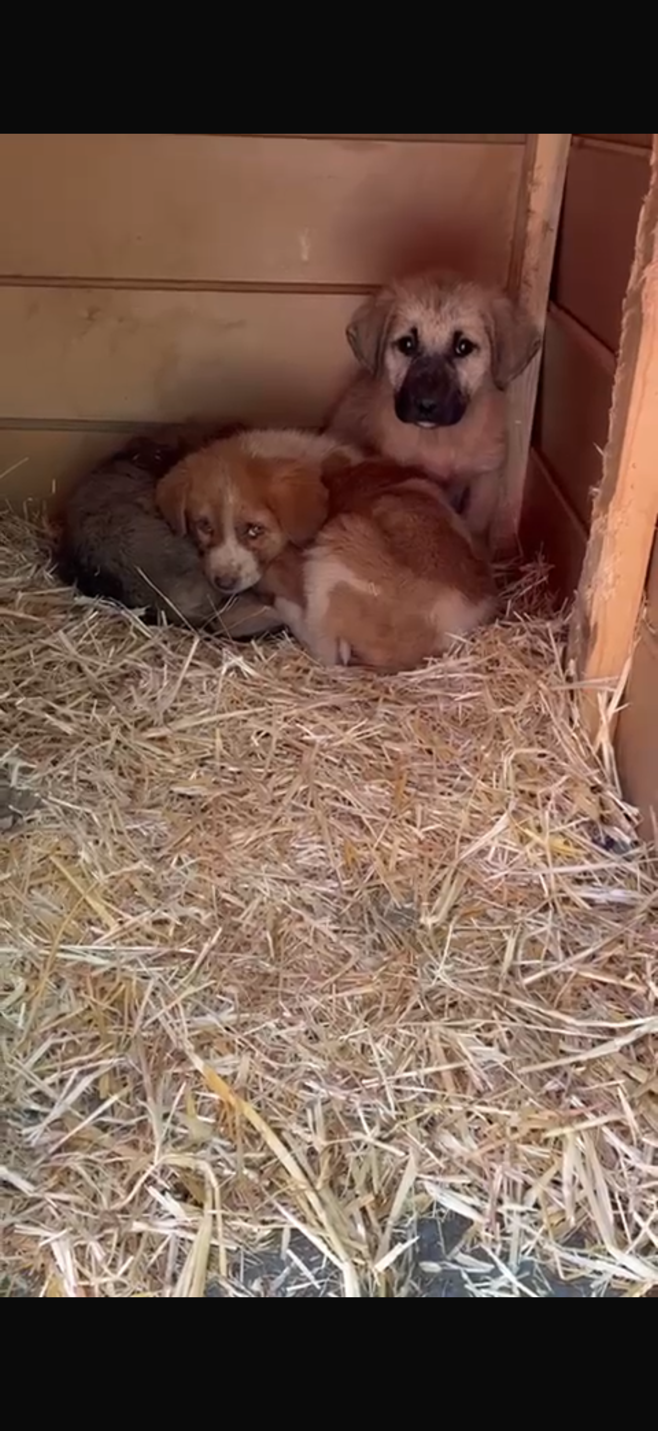 Rescue and Love for Abandoned Puppies campaign photo, 4 of 8