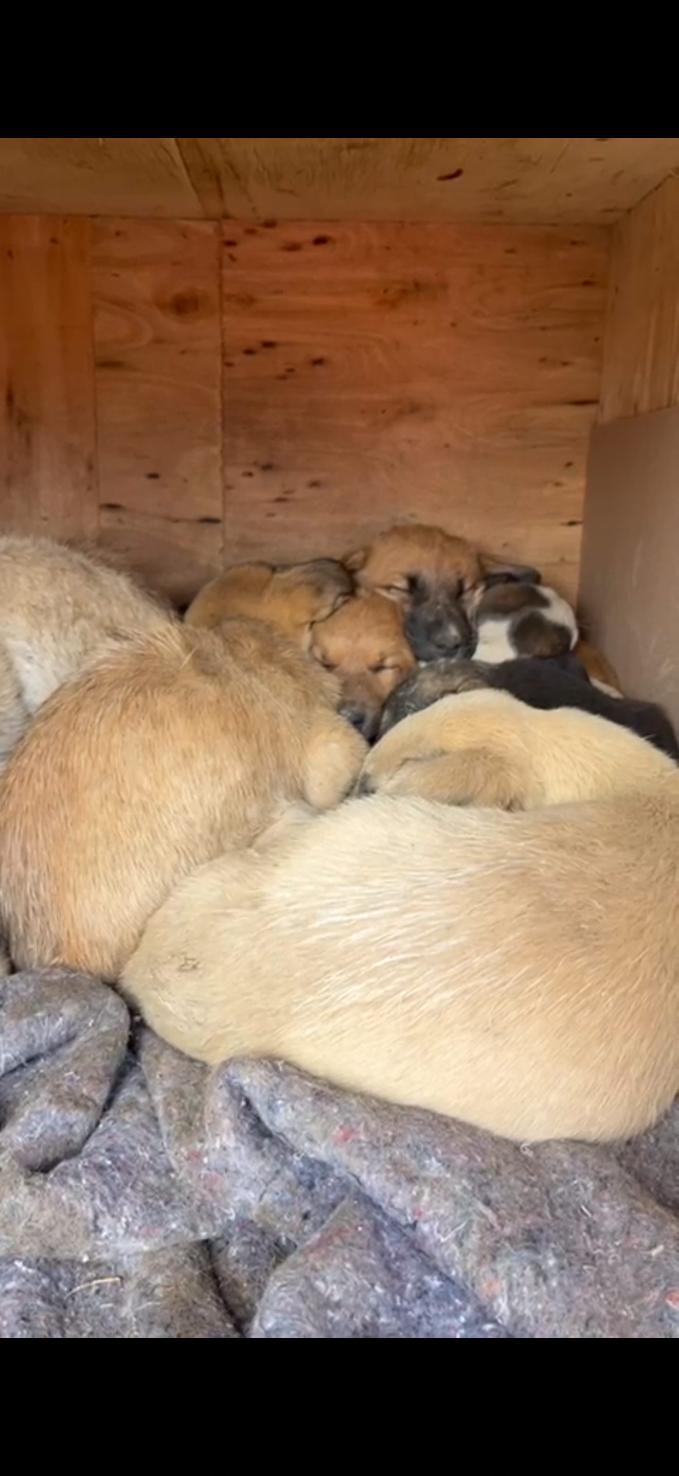 Rescue and Love for Abandoned Puppies campaign photo, 5 of 8