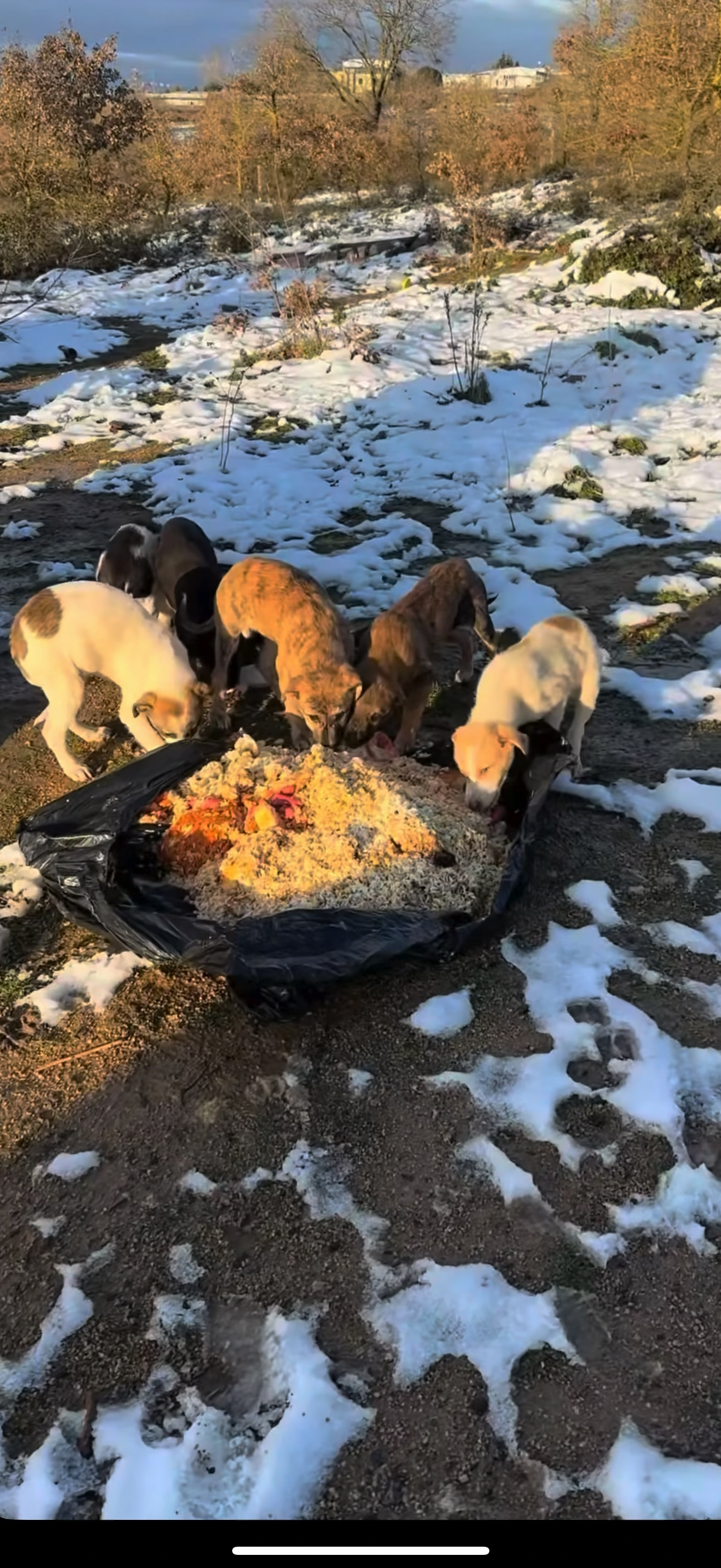 Rescue and Love for Abandoned Puppies campaign photo, 6 of 8