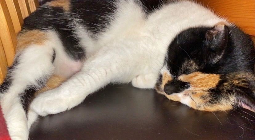 Donate to pay for my cat's surgery campaign photo, 7 of 7