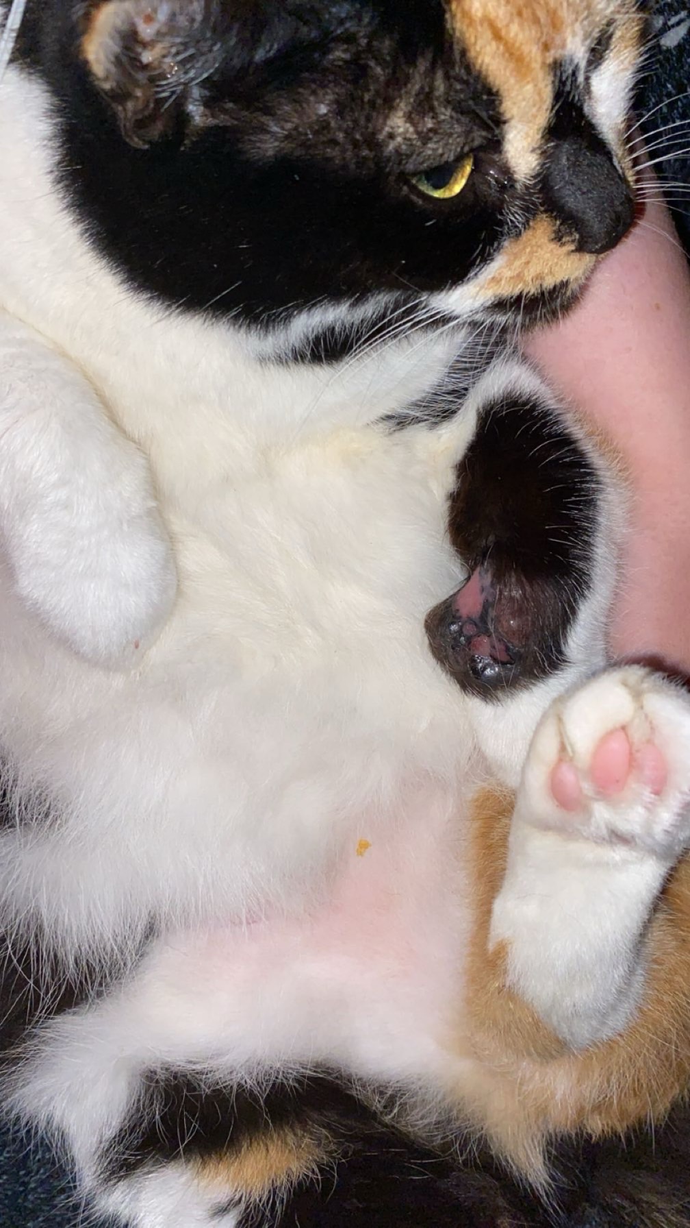 Donate to pay for my cat's surgery campaign photo, 4 of 7