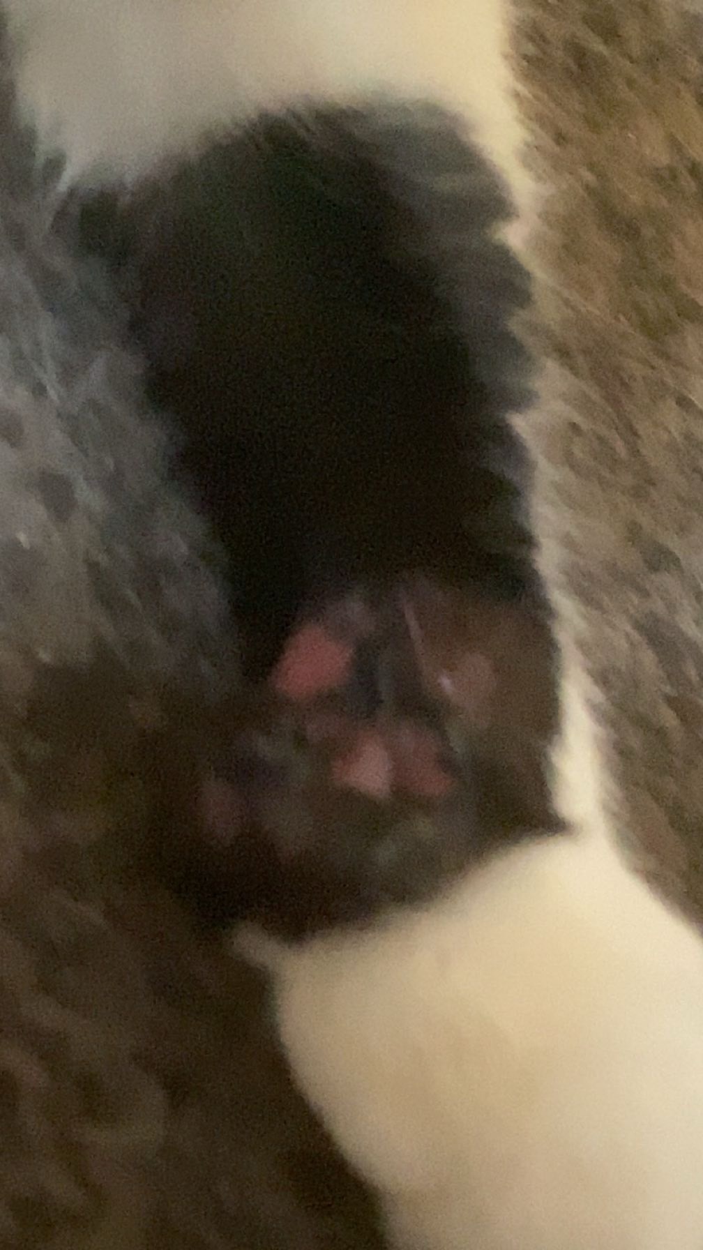 Donate to pay for my cat's surgery campaign photo, 2 of 7